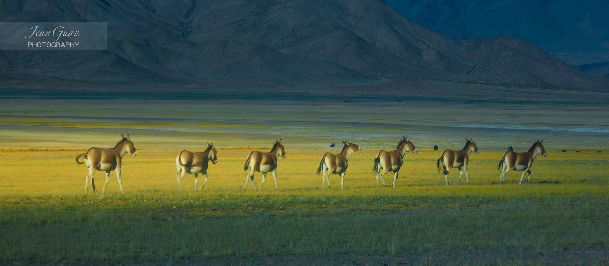 Canon EF 100-400mm F4.5-5.6L IS USM sample photo. Tibet-列队野驴 photography