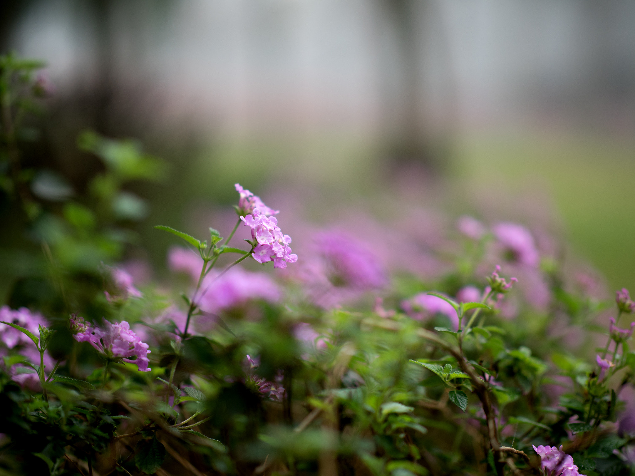 Olympus OM-D E-M5 II + Panasonic Leica DG Nocticron 42.5mm F1.2 ASPH OIS sample photo. Daisy barely above groud photography