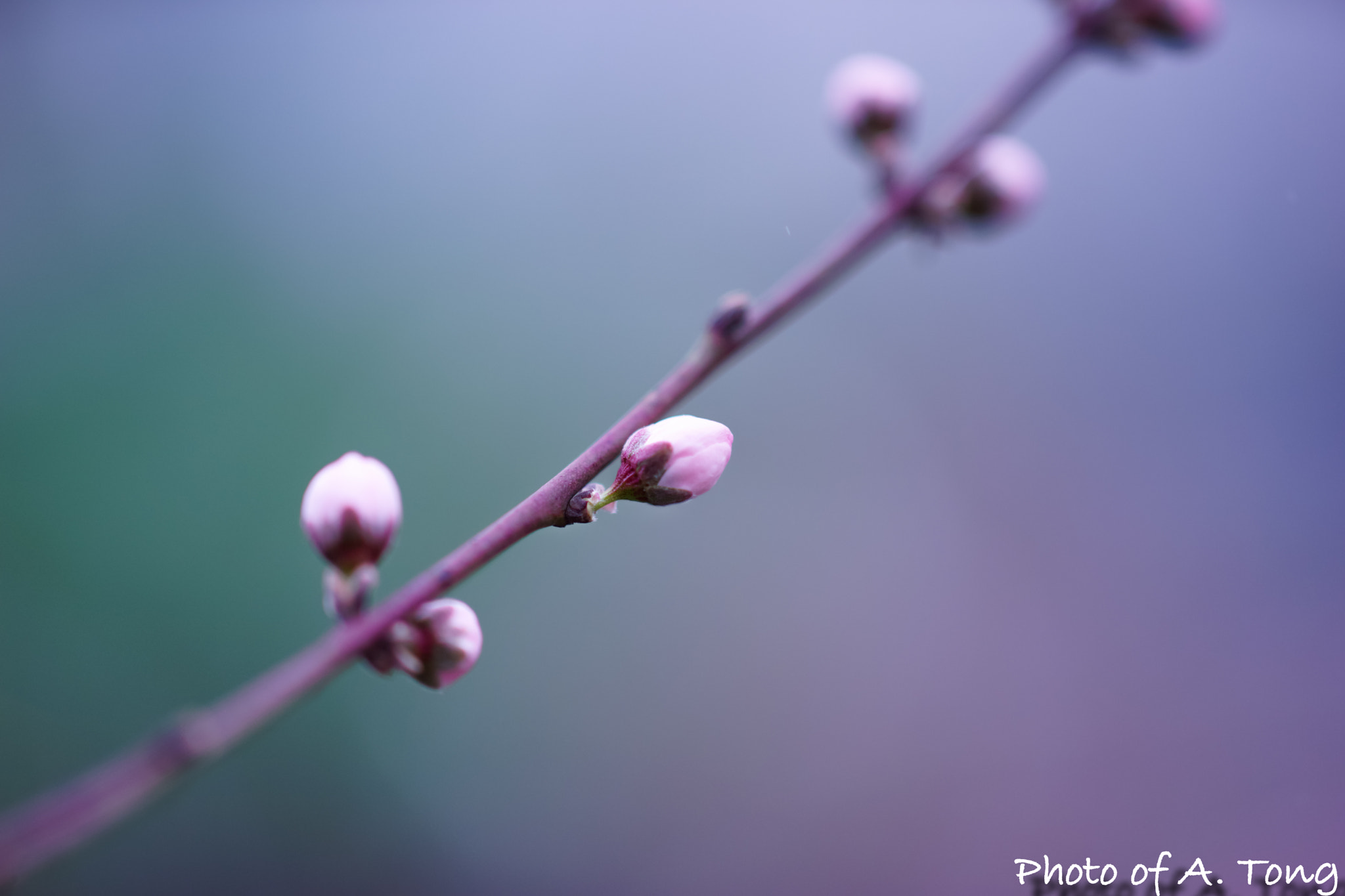 Sony Sonnar T* 135mm F1.8 ZA sample photo