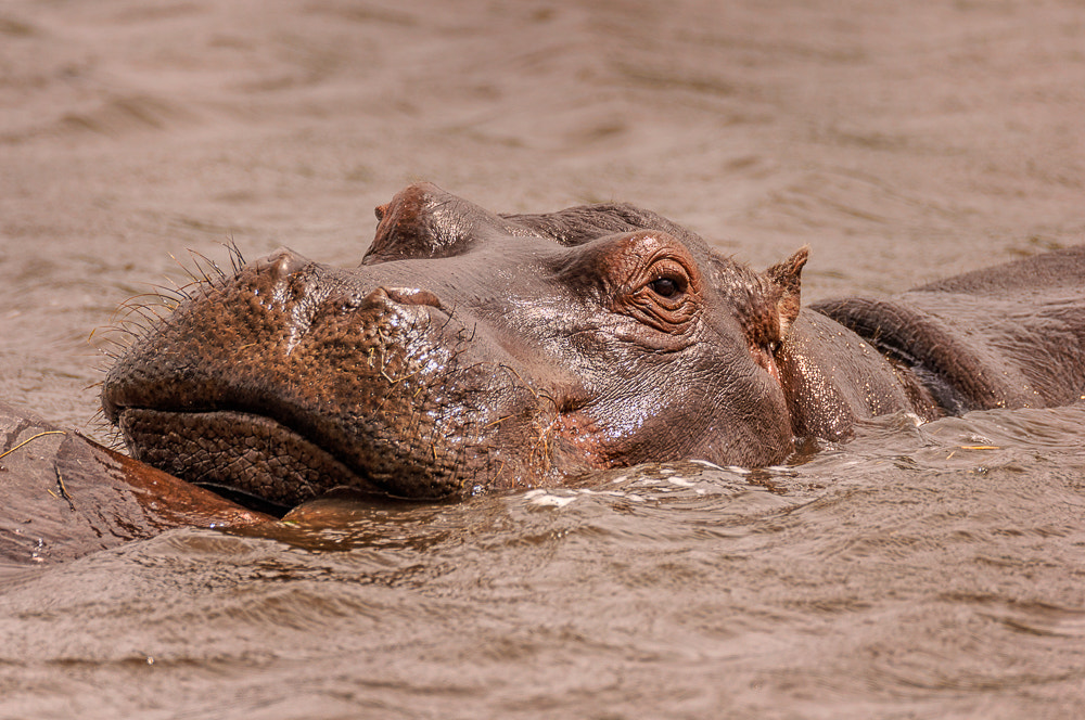 Sigma 150-600mm F5-6.3 DG OS HSM | S sample photo. Don't judge by looks photography