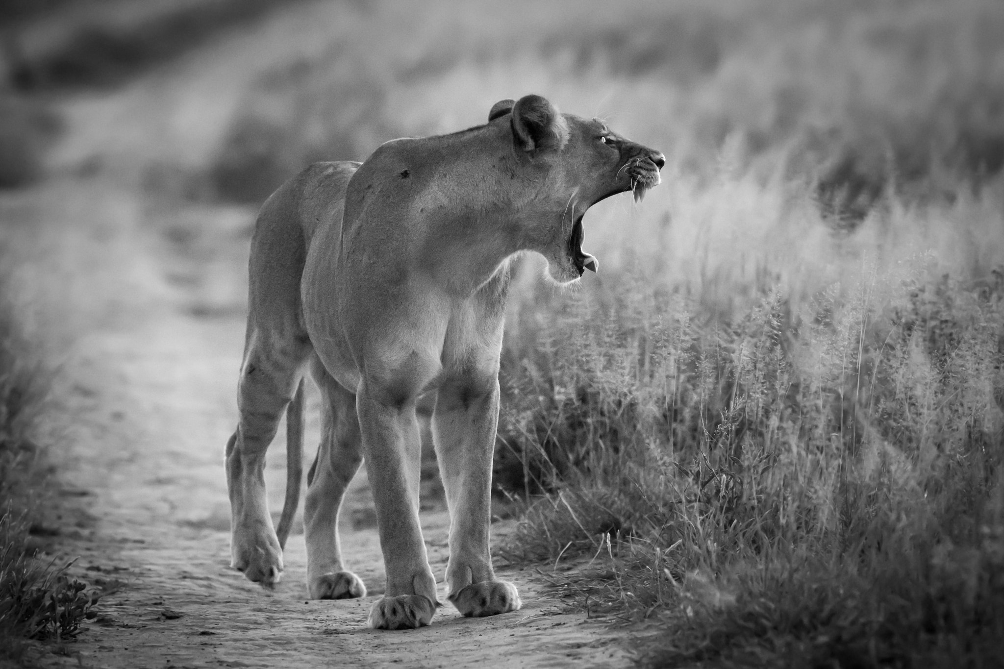 Sony ILCA-77M2 + 300mm F2.8 G sample photo. Lioness photography