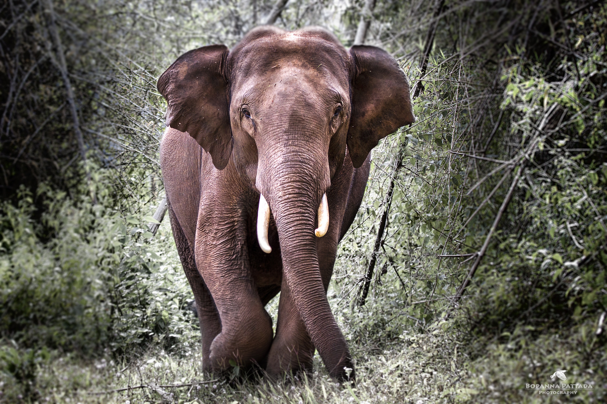 Canon EF 100-400mm F4.5-5.6L IS USM sample photo. Indian elephant tusker photography