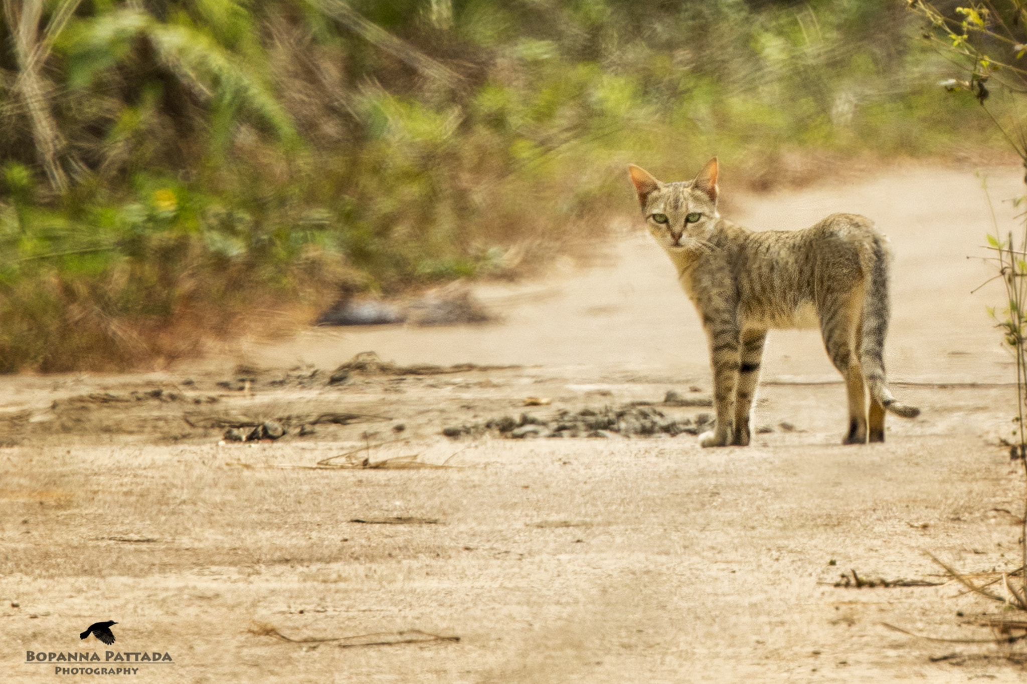 Canon EF 300mm F2.8L IS II USM sample photo. Indian jungle cat photography