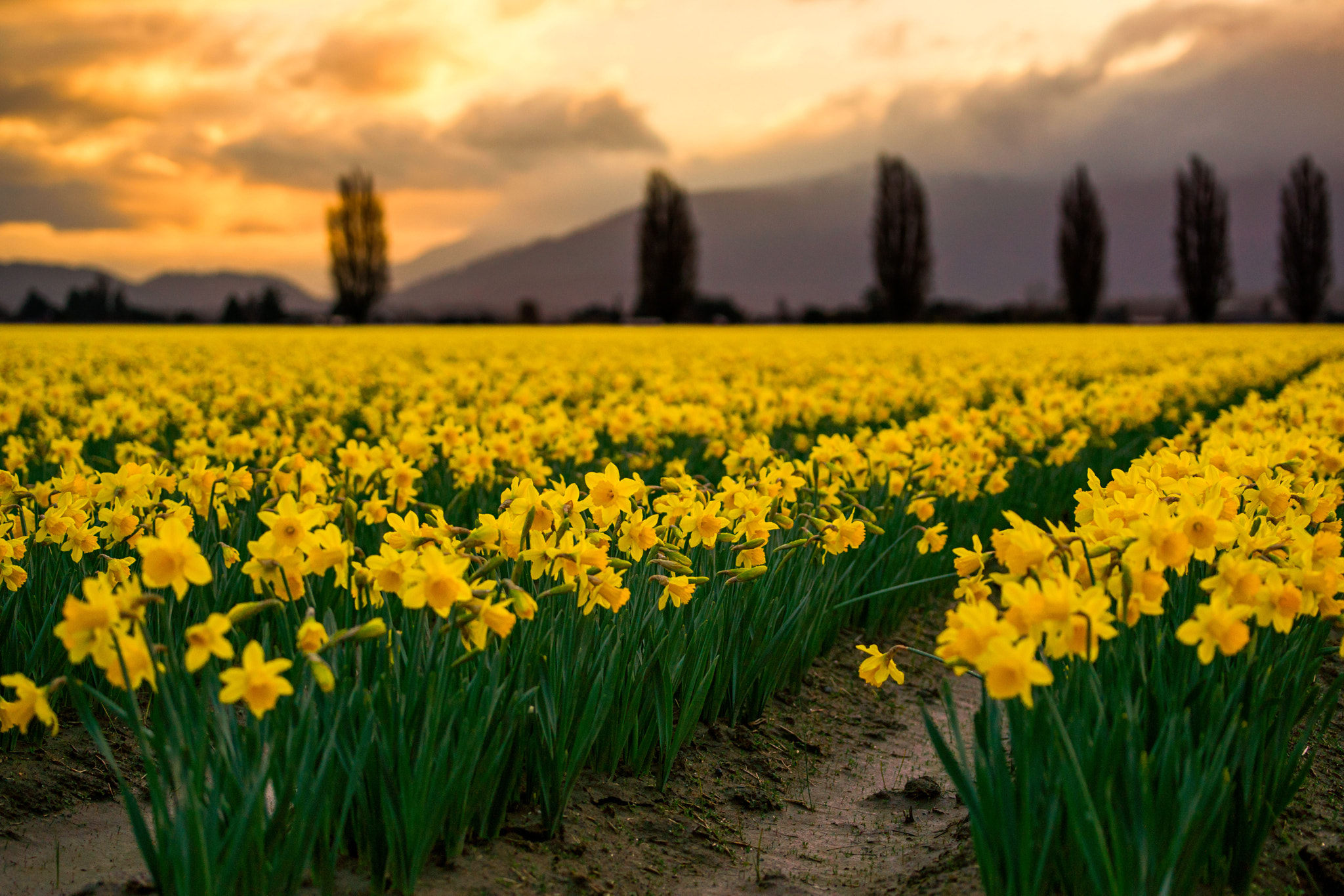 Sony Alpha DSLR-A850 + Sony 70-400mm F4-5.6 G SSM sample photo. Daffodils in morning light photography