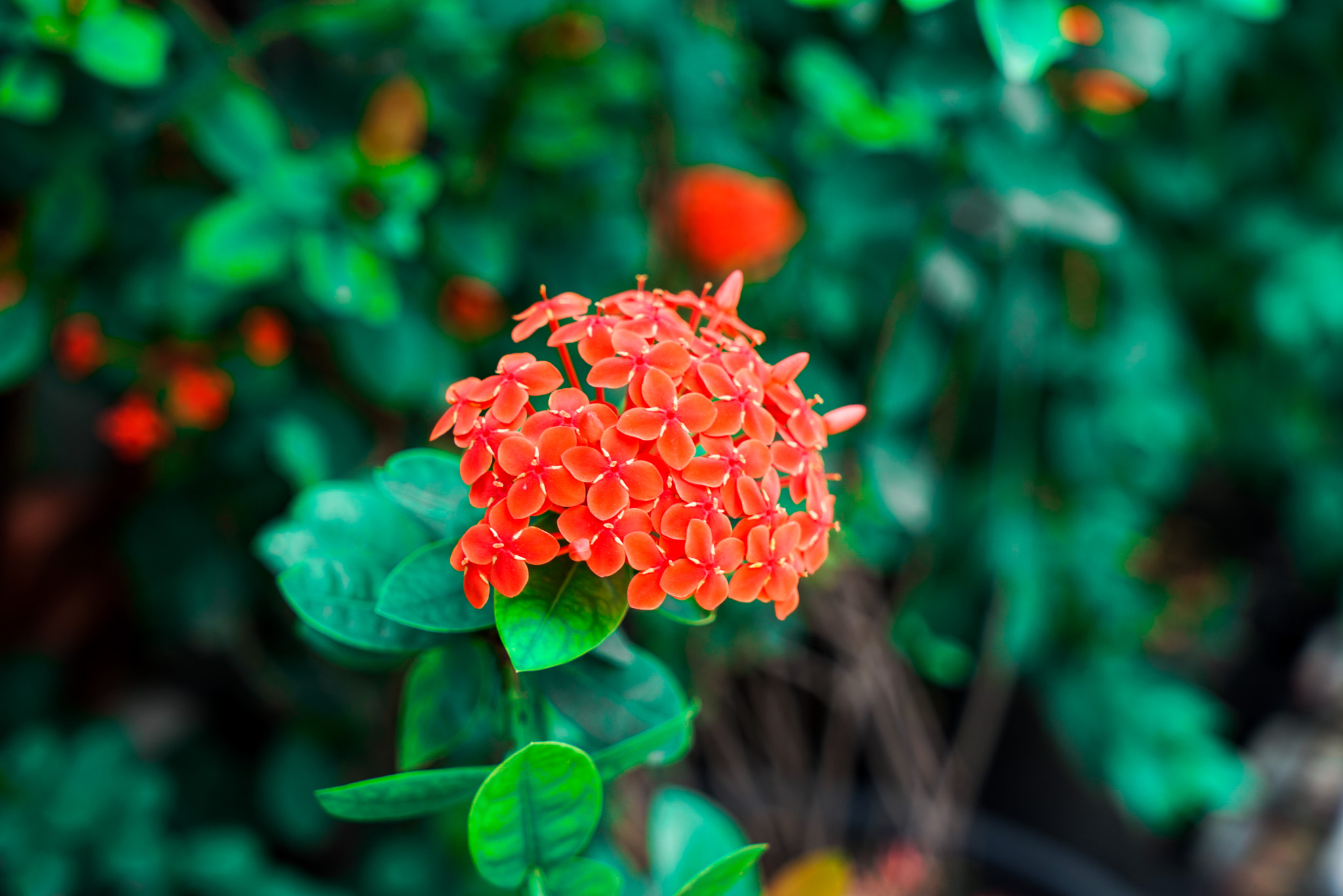 Sony a7R + Sony Vario Tessar T* FE 24-70mm F4 ZA OSS sample photo. Dsc07108.jpg photography