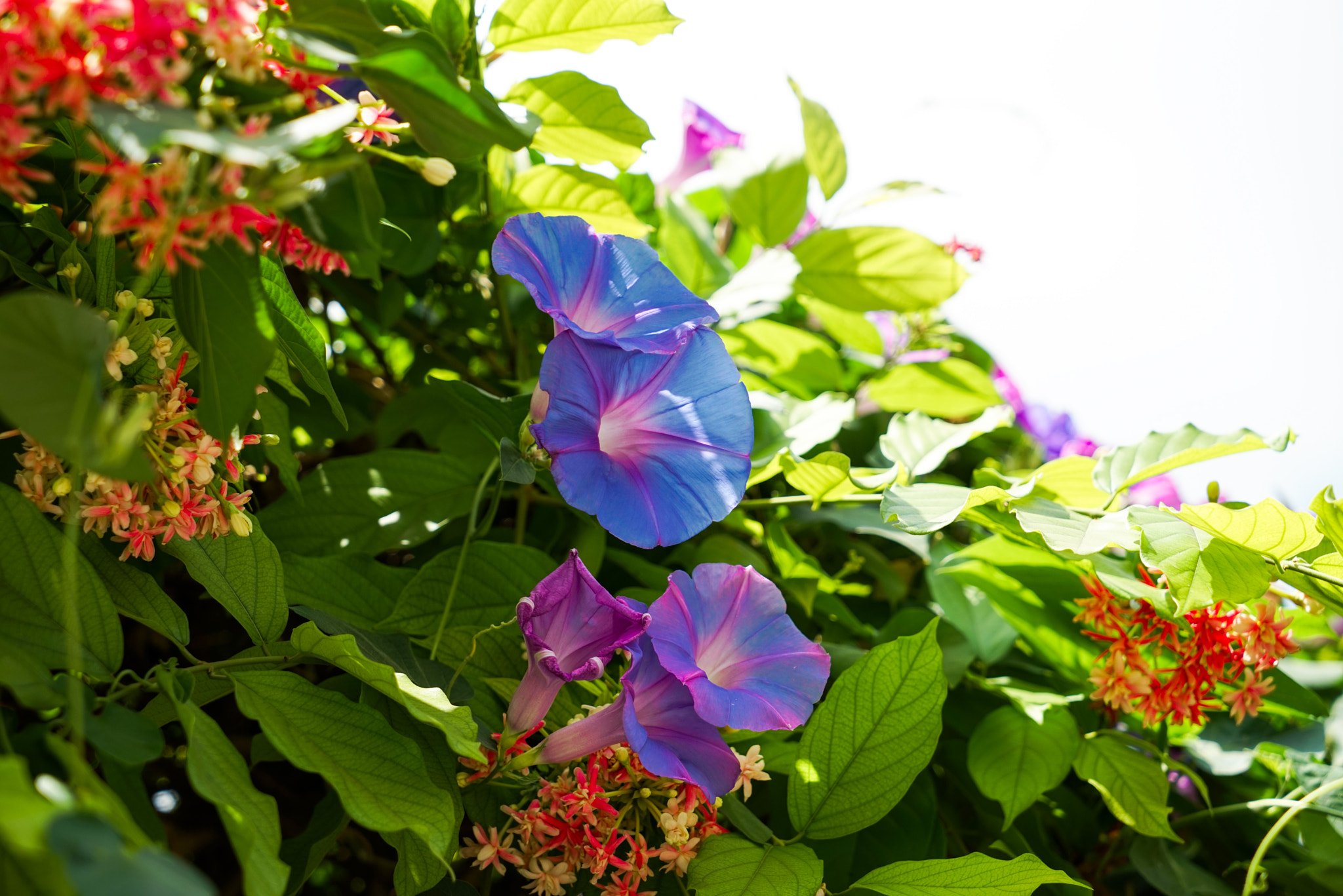 Sony a7R + Sony Vario Tessar T* FE 24-70mm F4 ZA OSS sample photo. Dsc07113.jpg photography