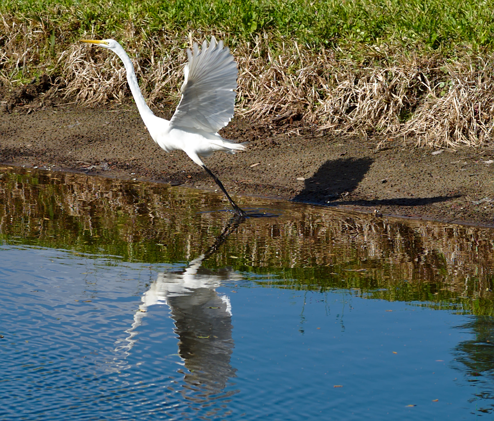 ZEISS Otus 85mm F1.4 sample photo. Egret taking off photography