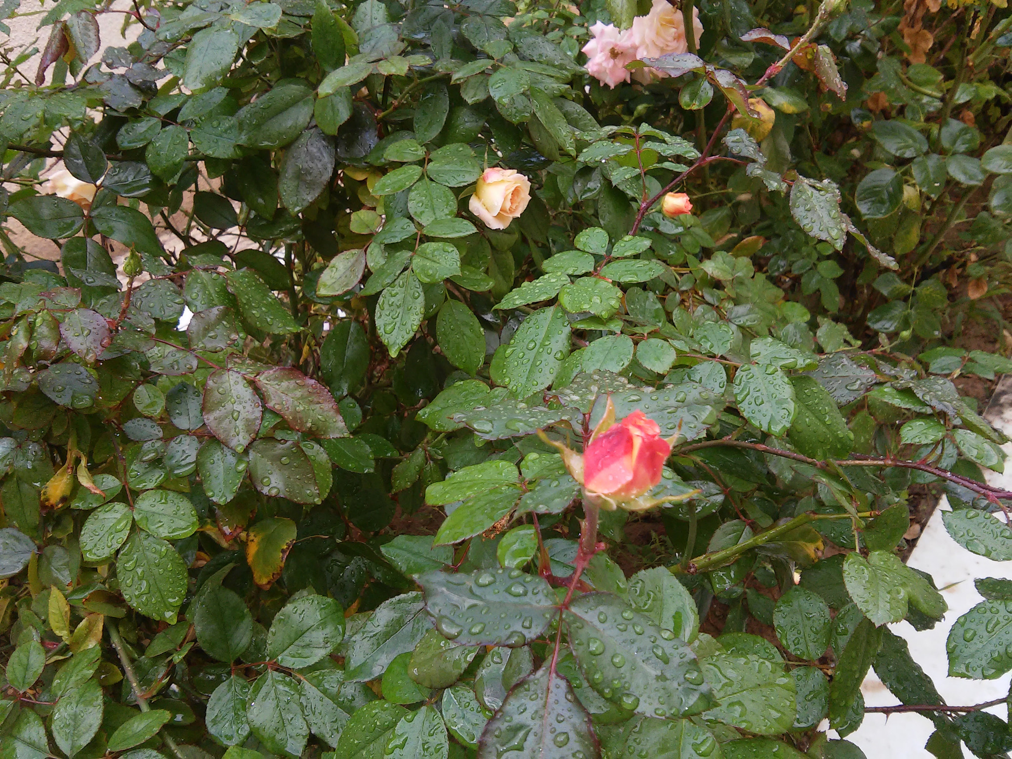 LG L90 sample photo. 20151111_084456.jpg photography