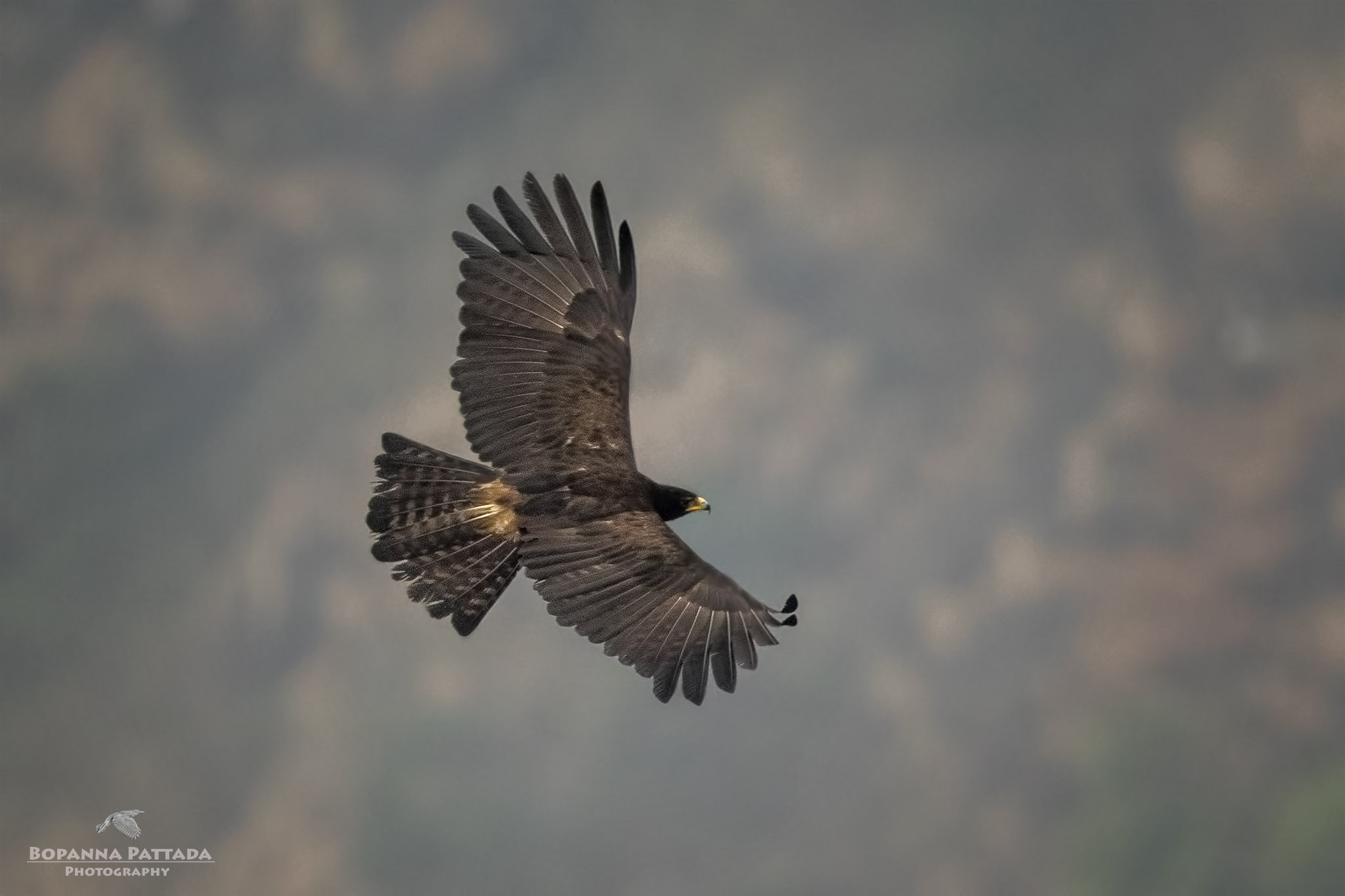 Canon EF 300mm F2.8L IS II USM sample photo. Black eagle photography