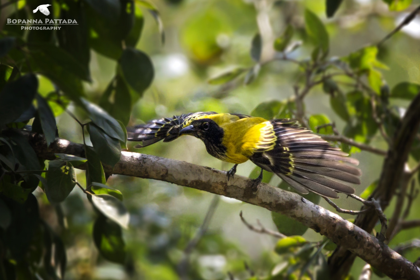 Canon EOS 7D + Canon EF 300mm F2.8L IS II USM sample photo. Black headed oriole photography