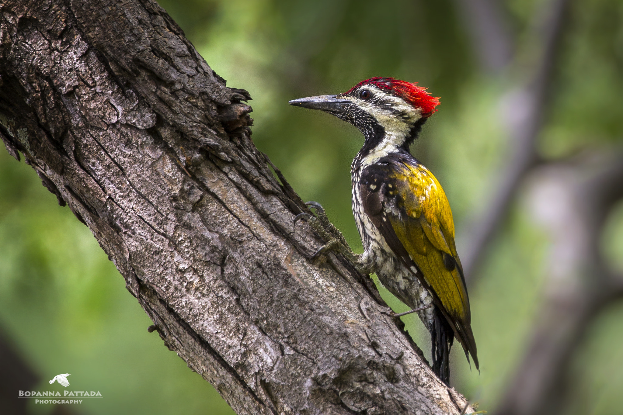 Canon EOS 7D + Canon EF 300mm F2.8L IS II USM sample photo. Black rumped flameback photography