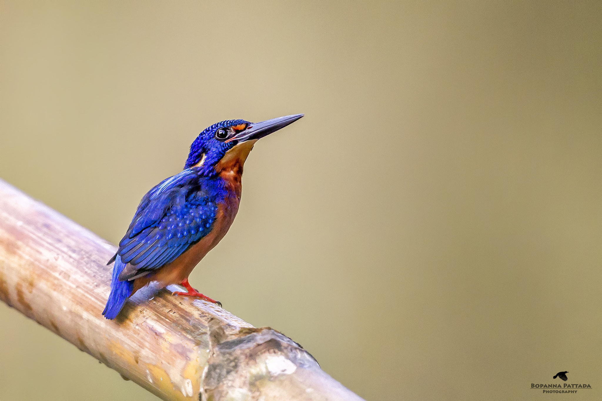 Canon EF 300mm F2.8L IS II USM sample photo. Blue eared kingfisher photography