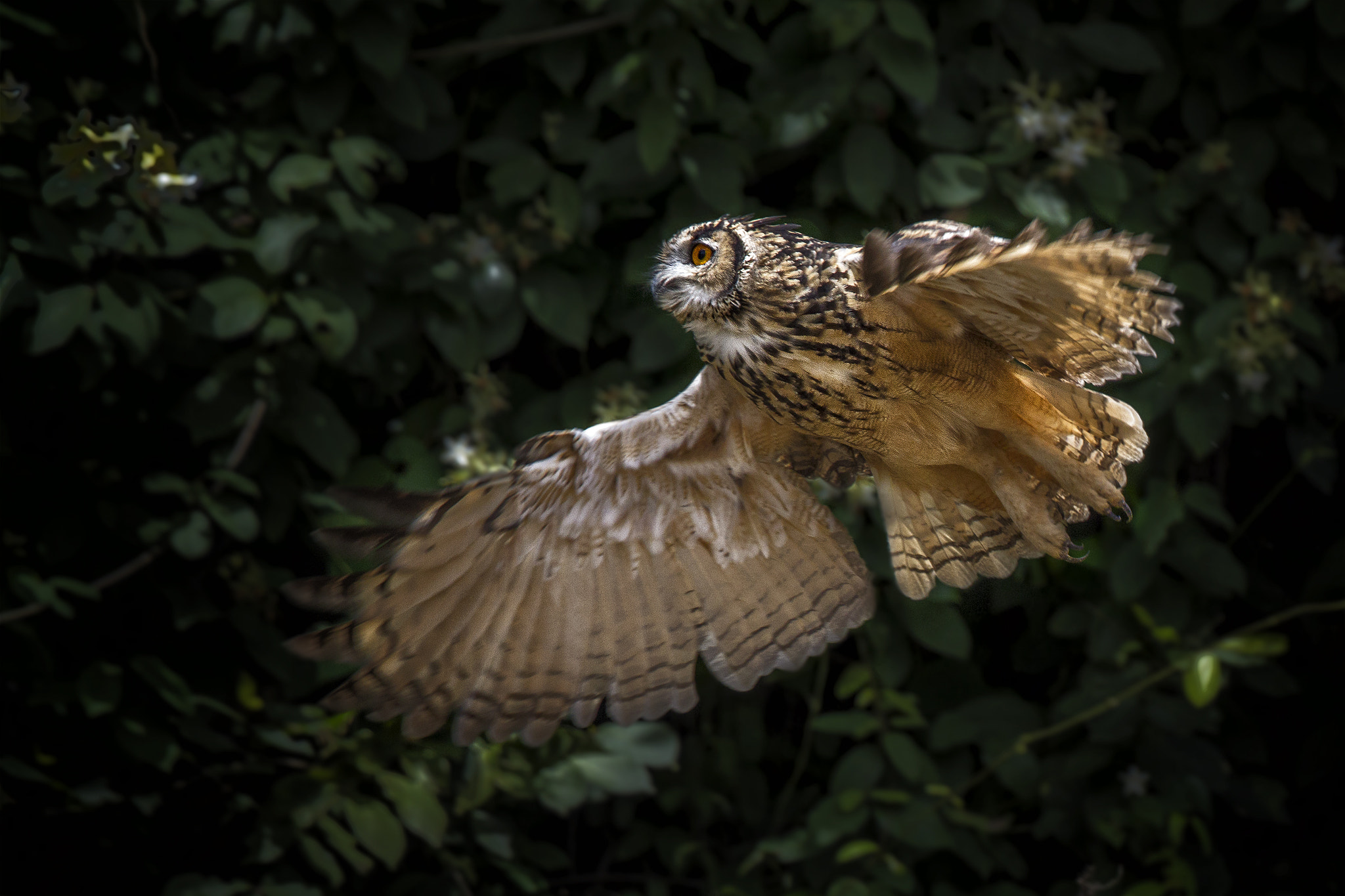 Canon EOS 7D + Canon EF 300mm F2.8L IS II USM sample photo. Indian eagle owl photography