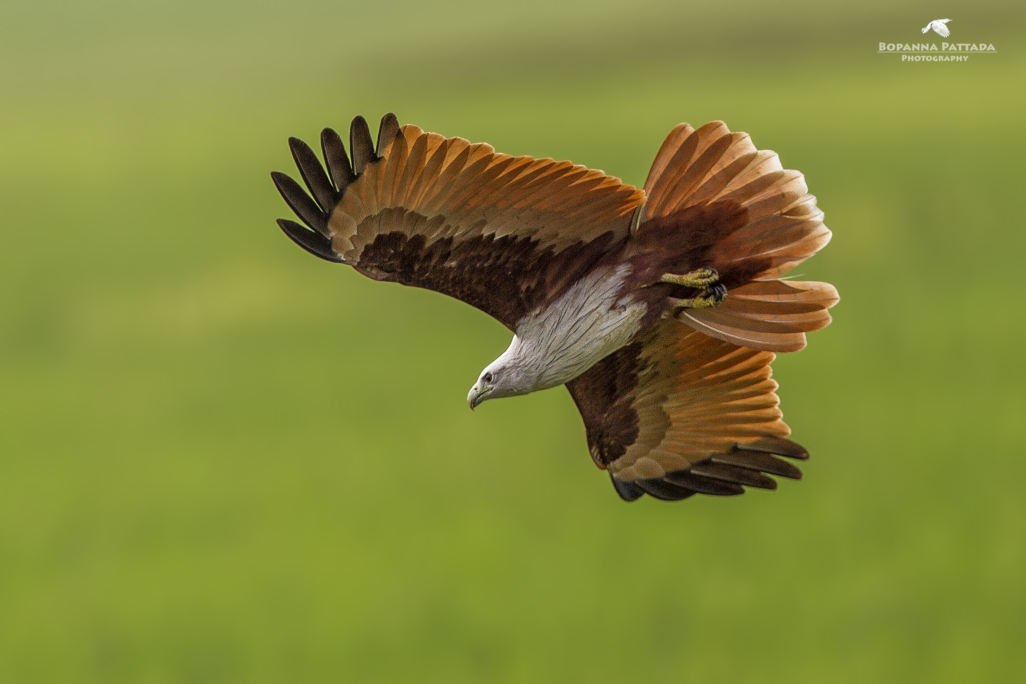 Canon EF 300mm F2.8L IS II USM sample photo. Brahminy kite flight photography