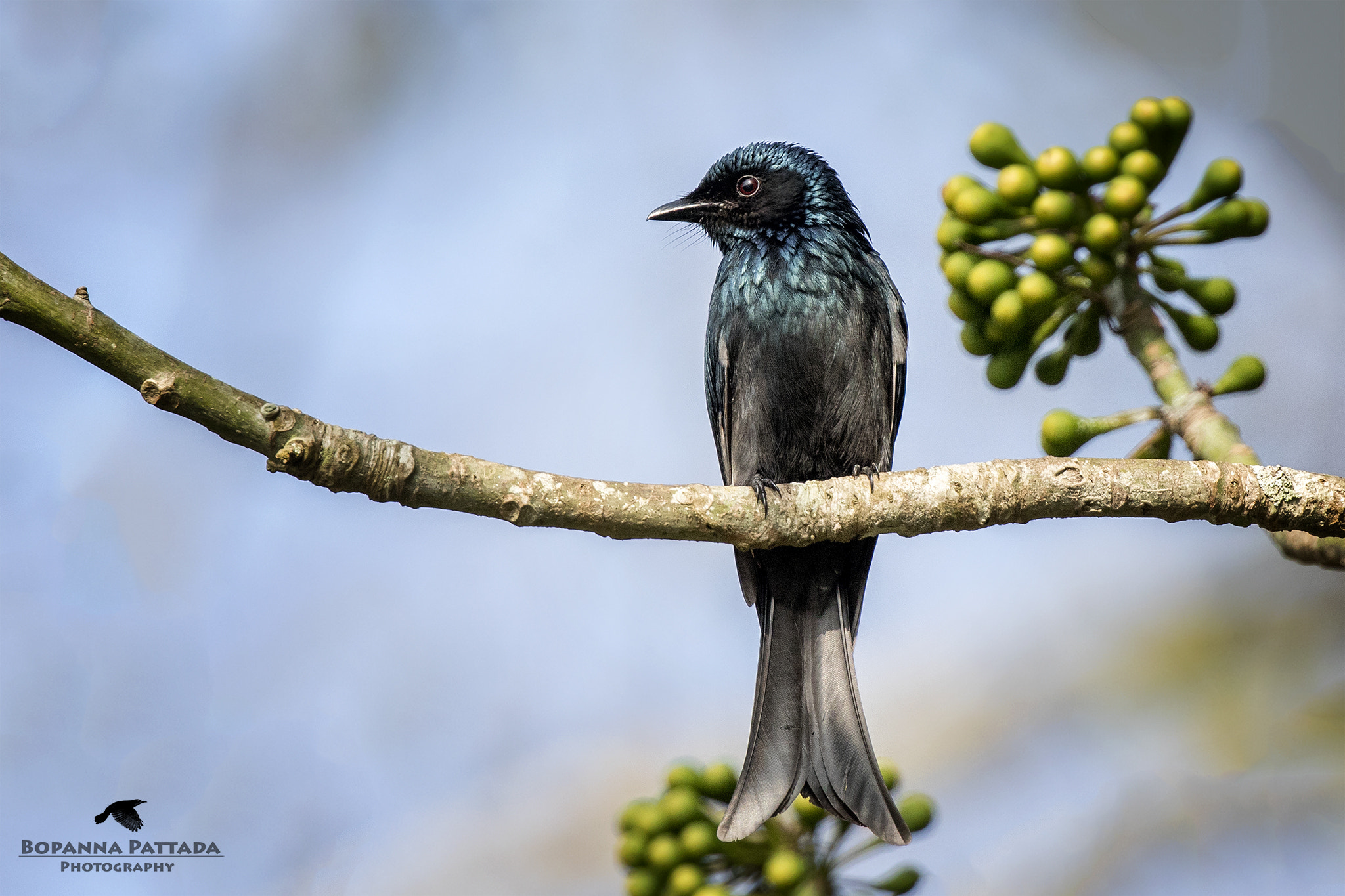 Canon EF 300mm F2.8L IS II USM sample photo. Bronzed drongo photography