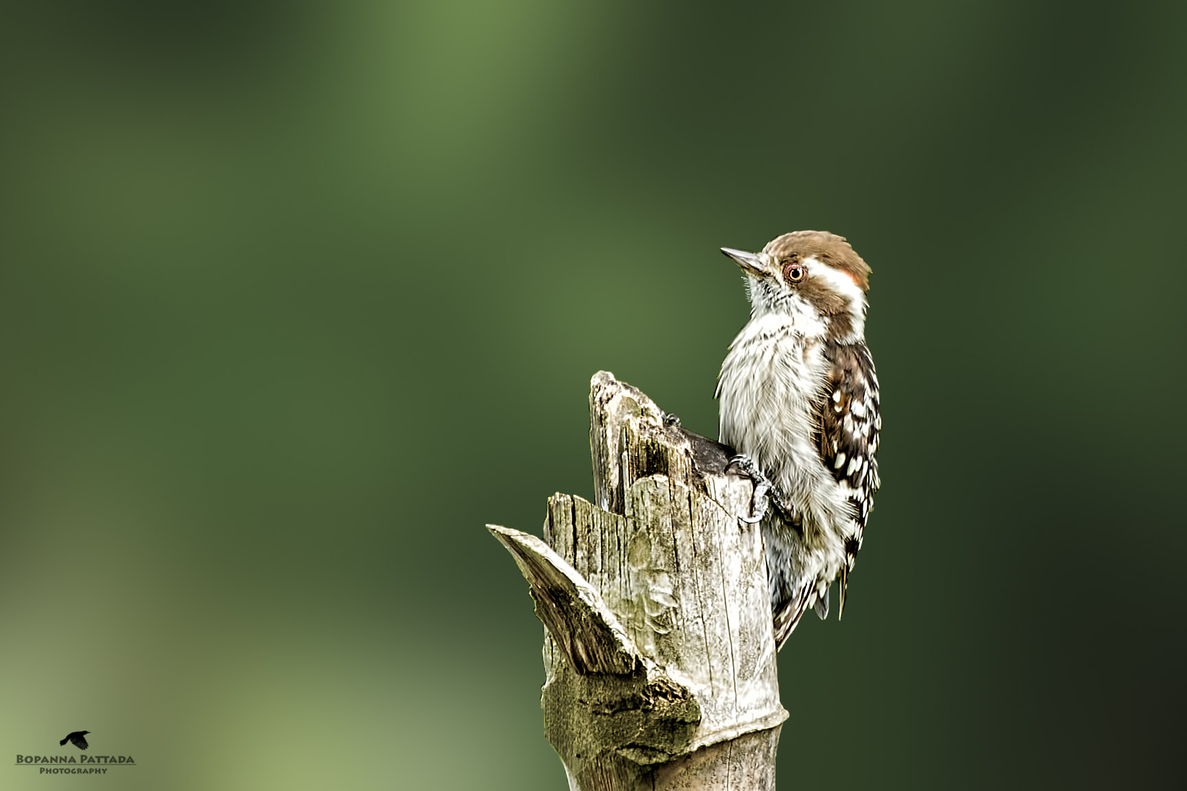 Canon EOS-1D Mark IV + Canon EF 300mm F2.8L IS II USM sample photo. Brown capped pygmy woodpecker photography