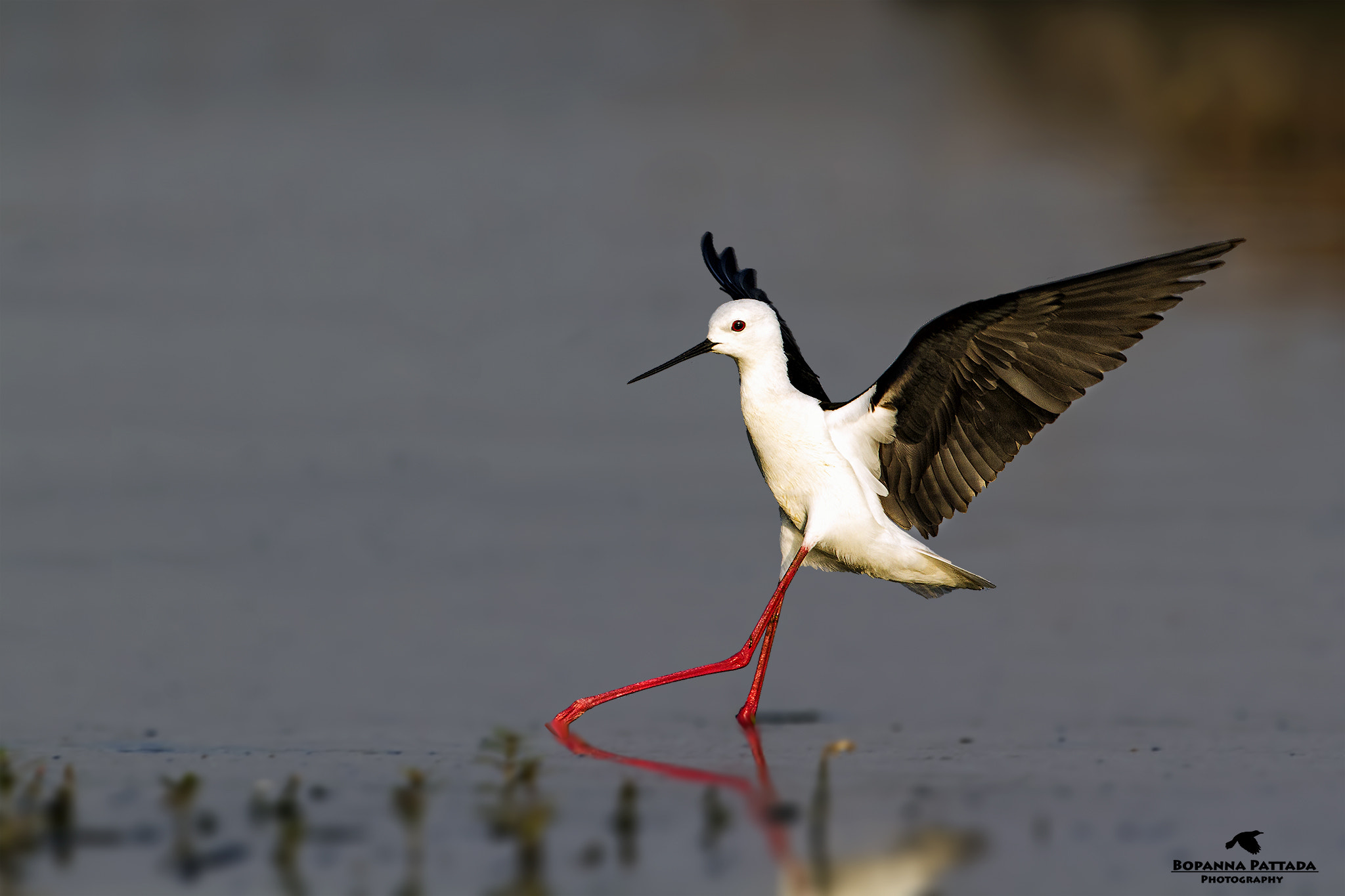 Canon EF 300mm F2.8L IS II USM sample photo. Here comes the hot stepper - black winged stilt photography