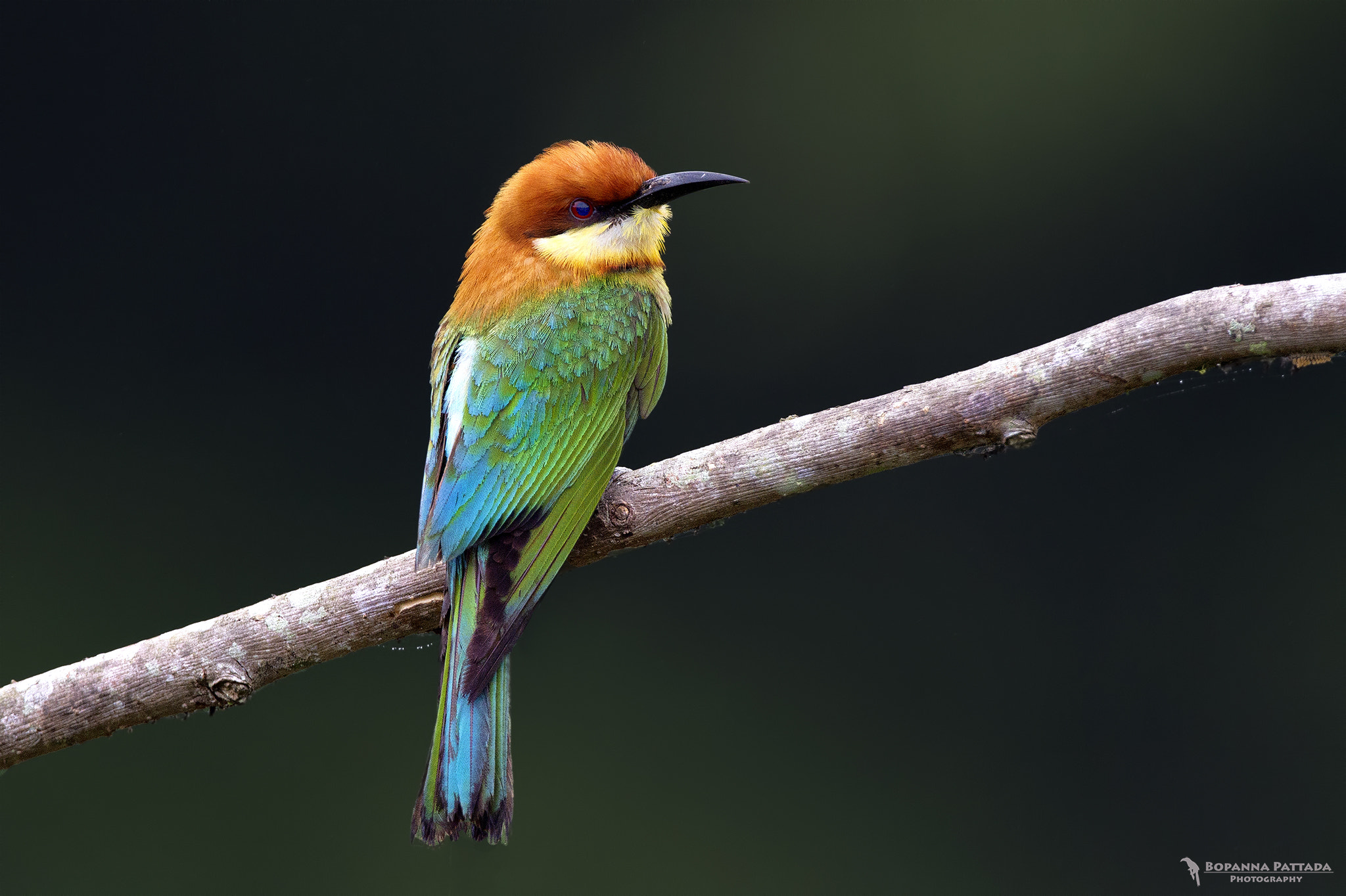 Canon EOS 7D + Canon EF 300mm F2.8L IS II USM sample photo. Chestnut headed bee eater photography