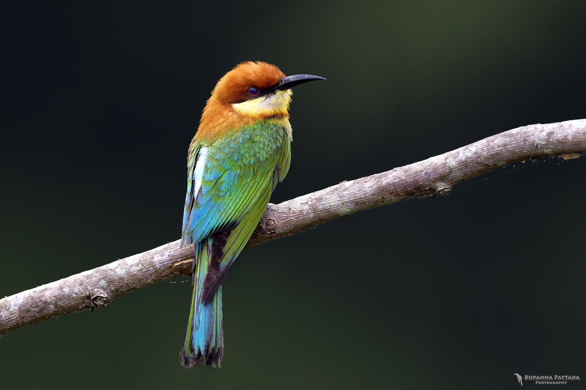Canon EF 300mm F2.8L IS II USM sample photo. Chestnut headed bee eater photography
