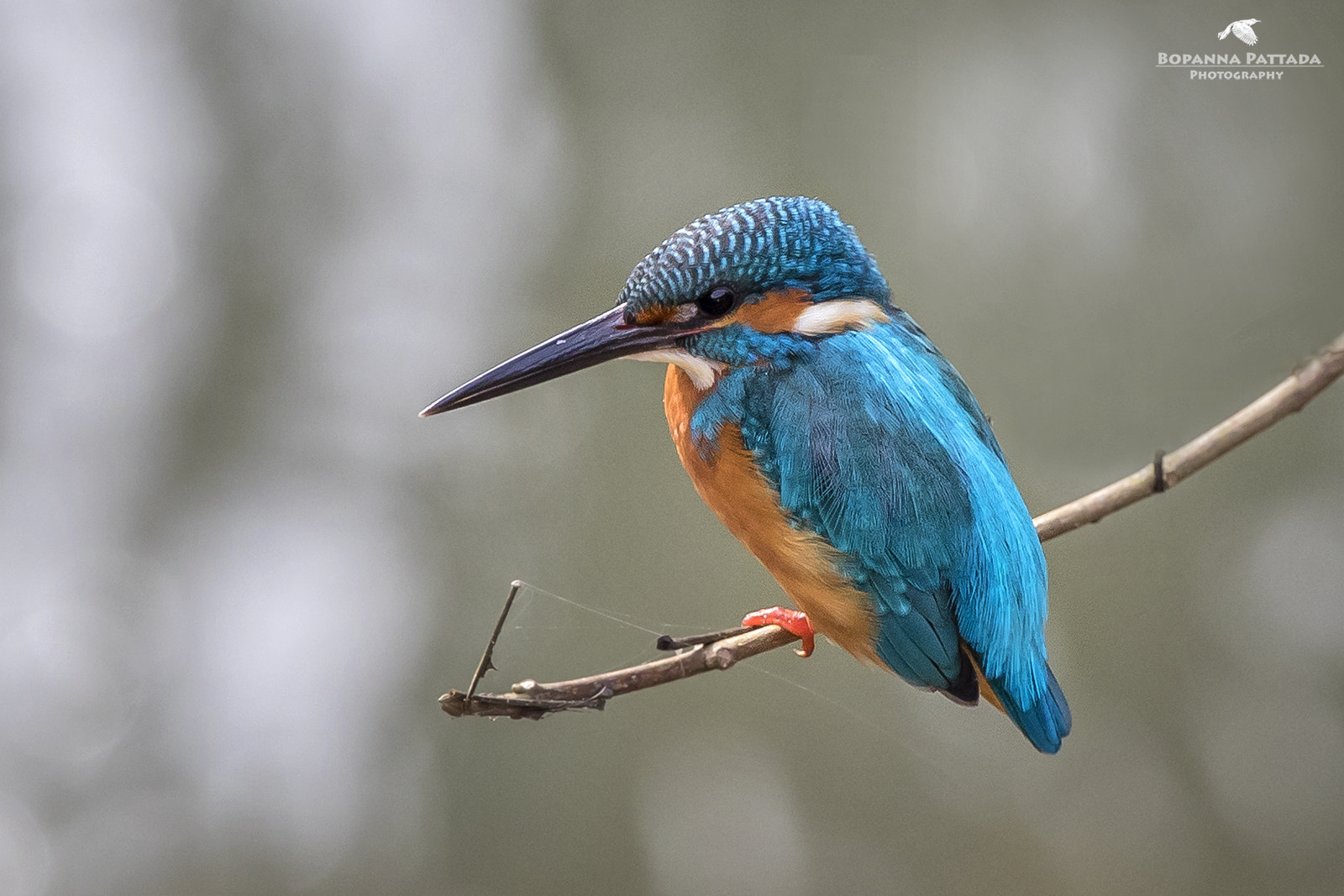 Canon EF 300mm F2.8L IS II USM sample photo. Common kingfisher photography