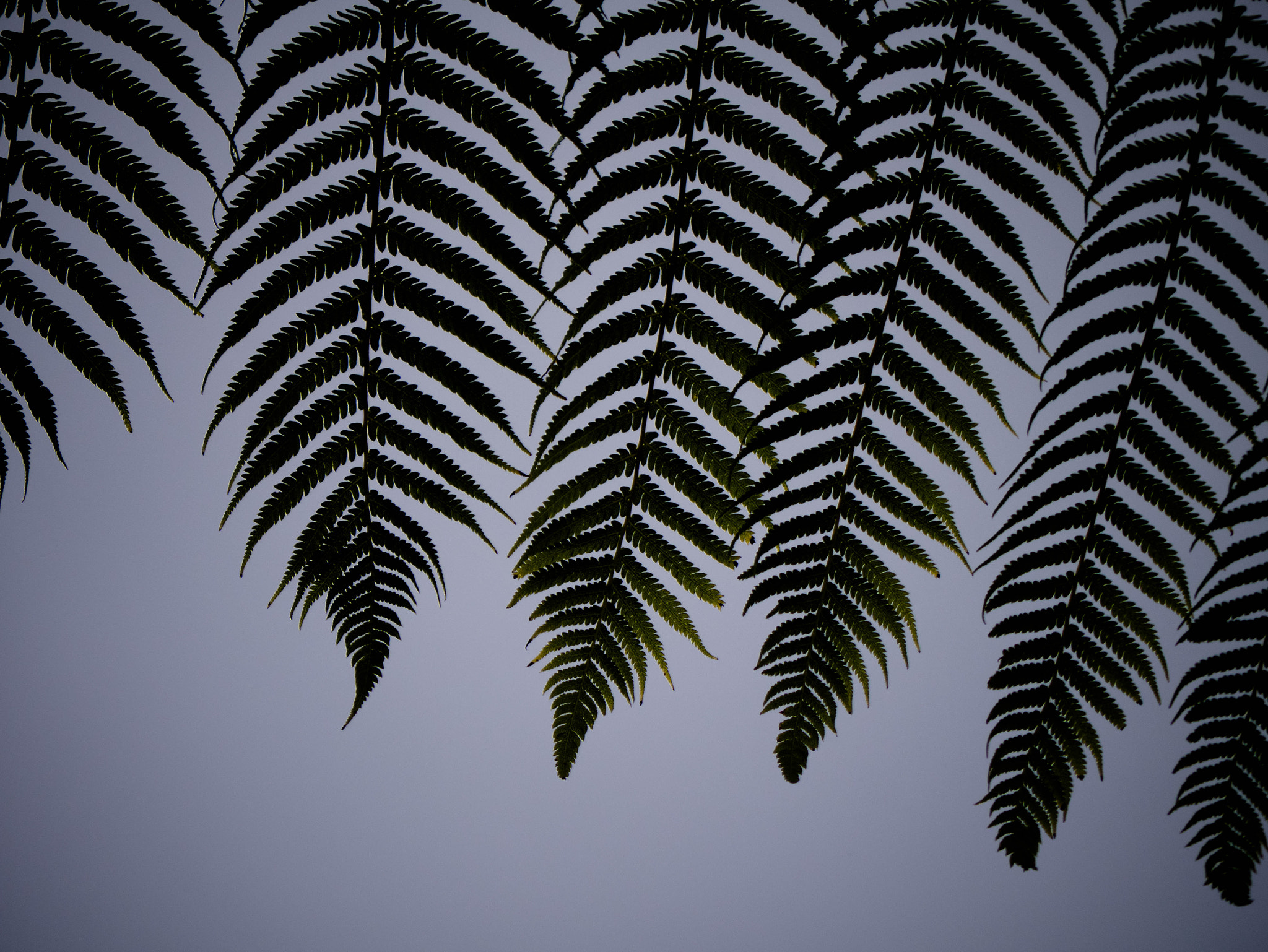 Panasonic Lumix G Vario 45-200mm F4-5.6 OIS sample photo. Nz emblem photography