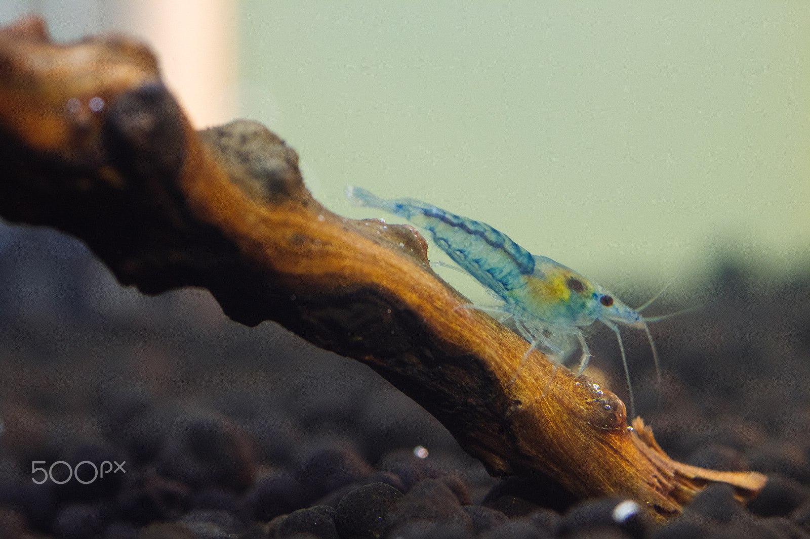 Canon EOS M2 + Canon EF 100mm F2.8 Macro USM sample photo. Blue velvet shrimp photography