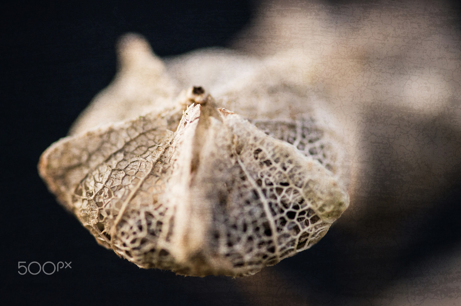 Sony SLT-A57 + 105mm F2.8 sample photo. Magic of evanescence 3 photography