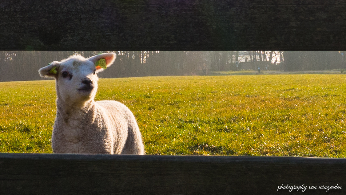 Olympus OM-D E-M10 II + Panasonic Lumix G Vario 7-14mm F4 ASPH sample photo. Lamb in the meadow photography