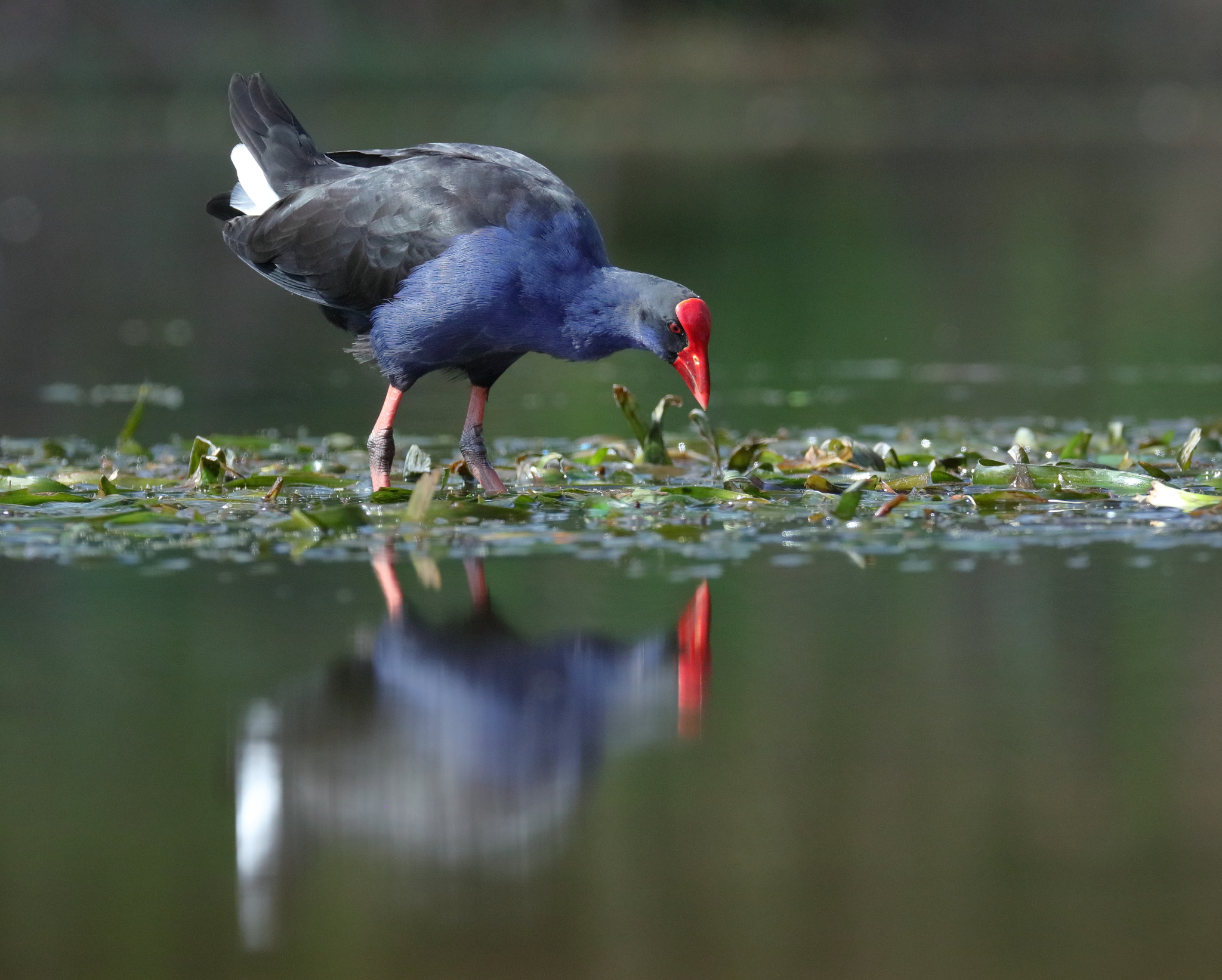 Canon EF 200-400mm F4L IS USM Extender 1.4x sample photo. Breakfast photography