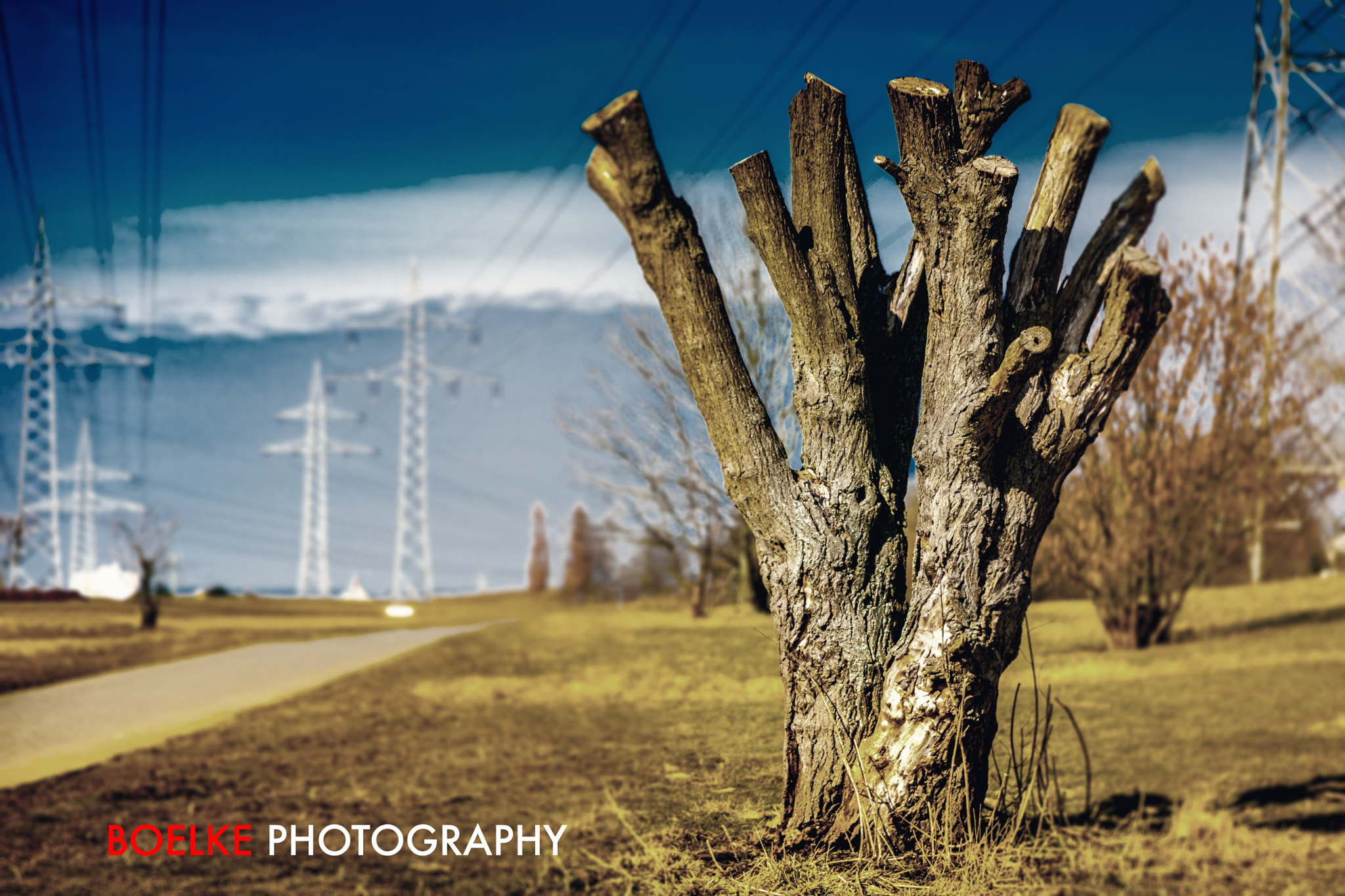 Sigma 24-105mm f/4 DG OS HSM | A sample photo. Old tree photography