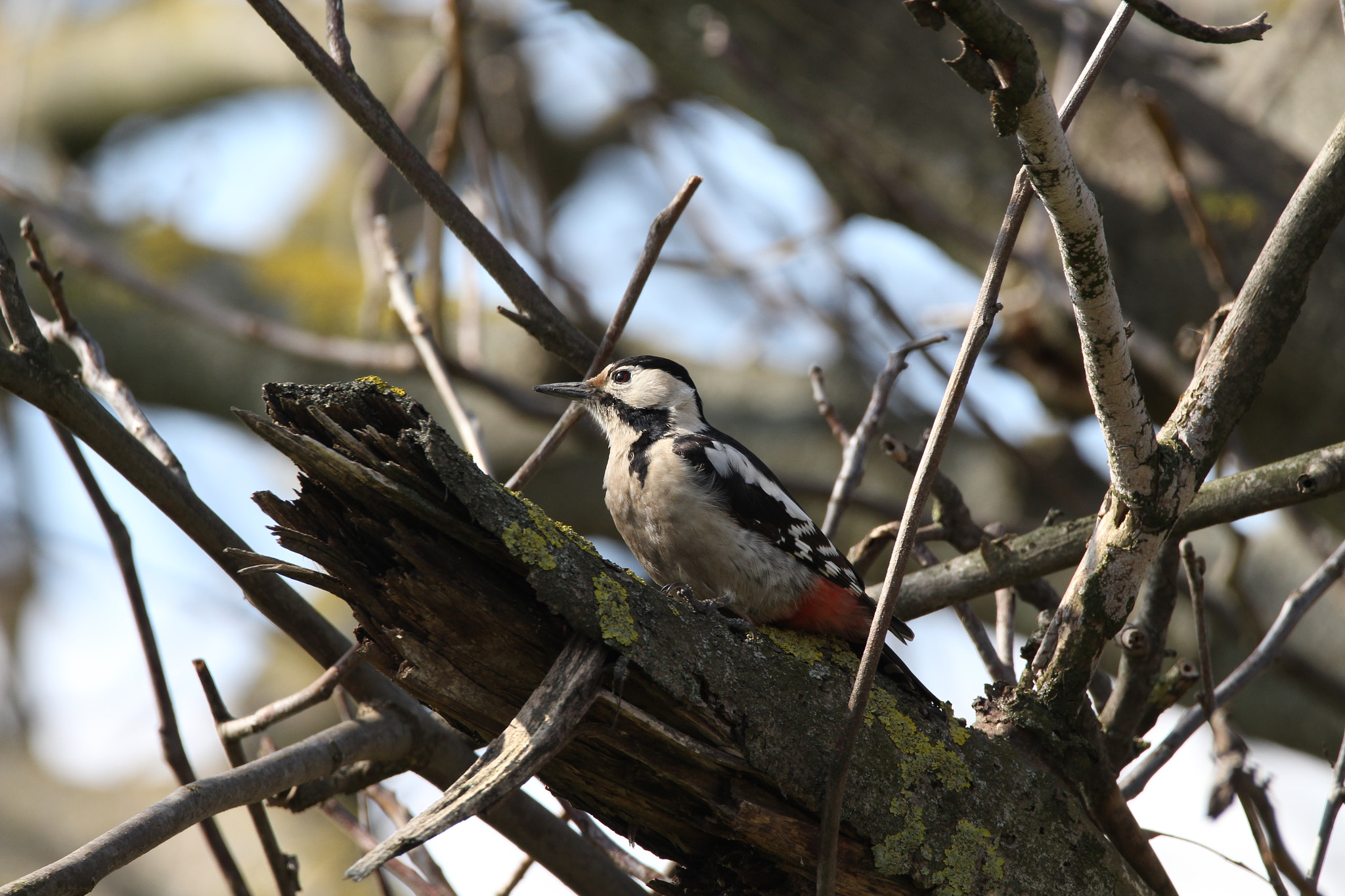 Sigma 150-600mm F5-6.3 DG OS HSM | C sample photo. Woodpecker photography