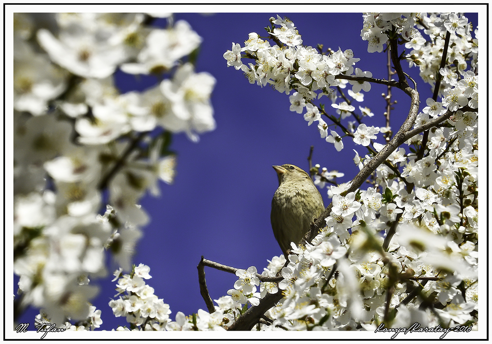 Tamron SP 24-70mm F2.8 Di VC USD sample photo. Bırd and flower photography