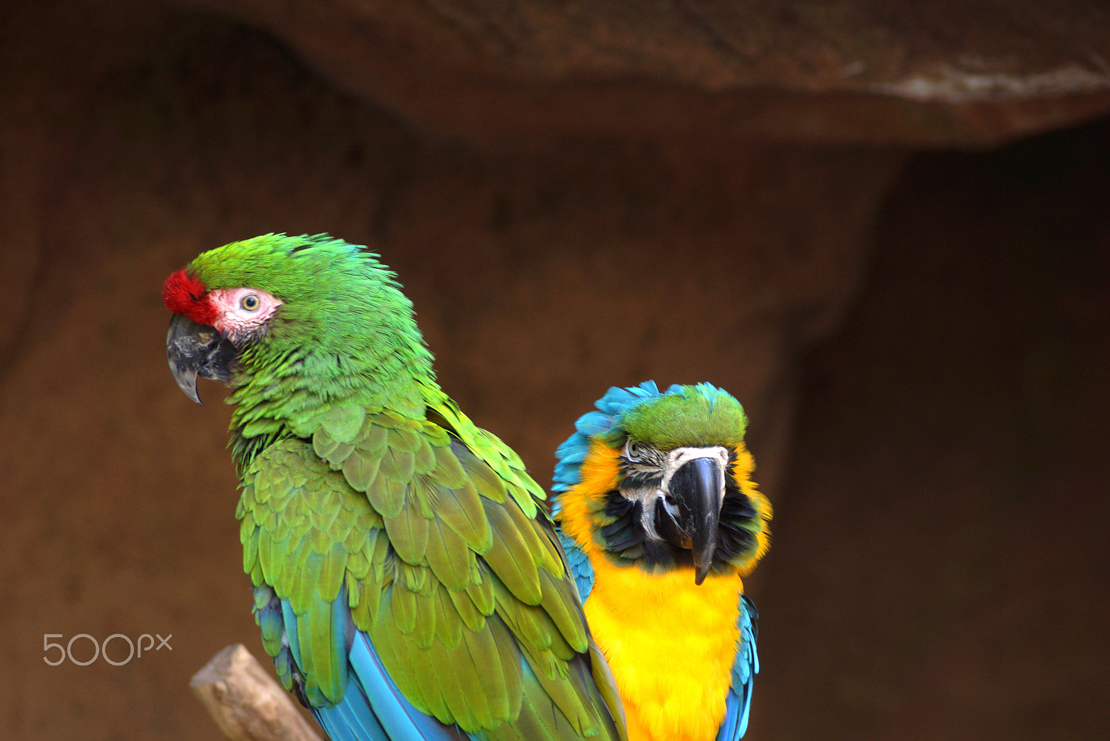 Sony DT 55-200mm F4-5.6 SAM sample photo. Parrots photography