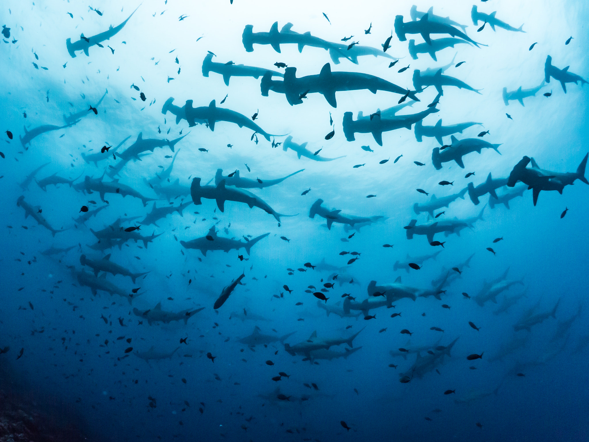 Panasonic Lumix DMC-GX1 + LUMIX G FISHEYE 8/F3.5 sample photo. Hammerhead sharks in galapagos photography