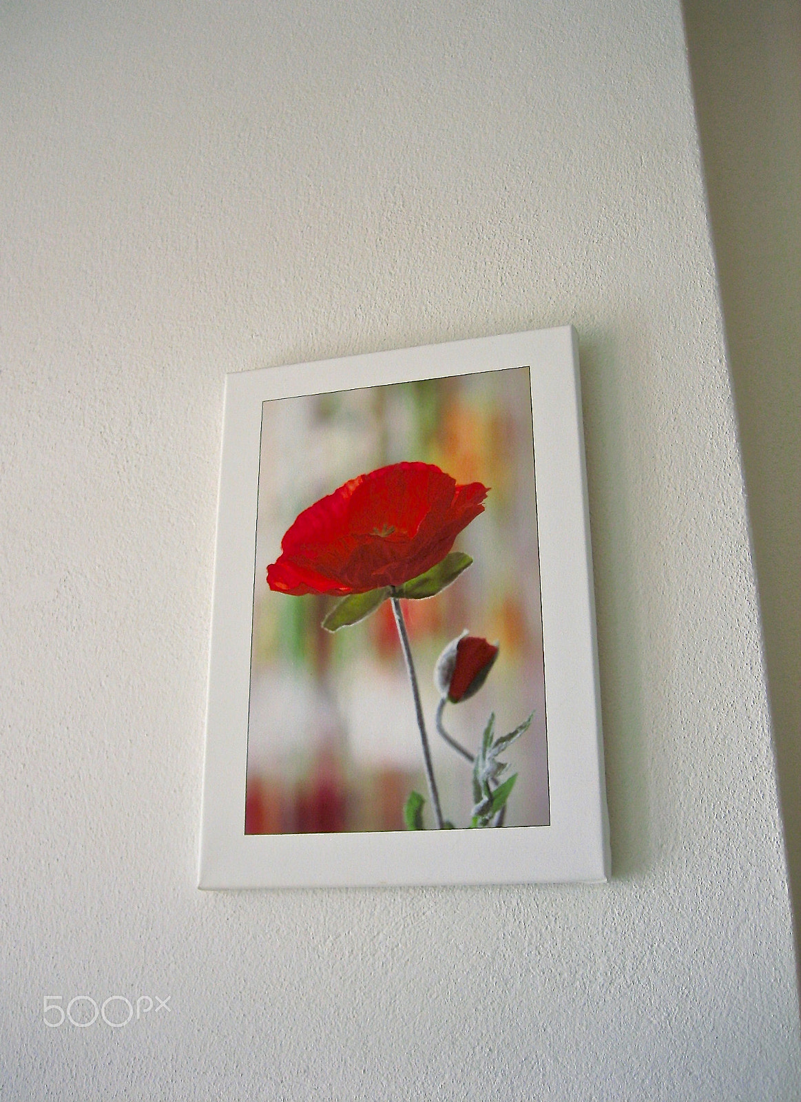 Canon DIGITAL IXUS 55 sample photo. Coquelicot photography