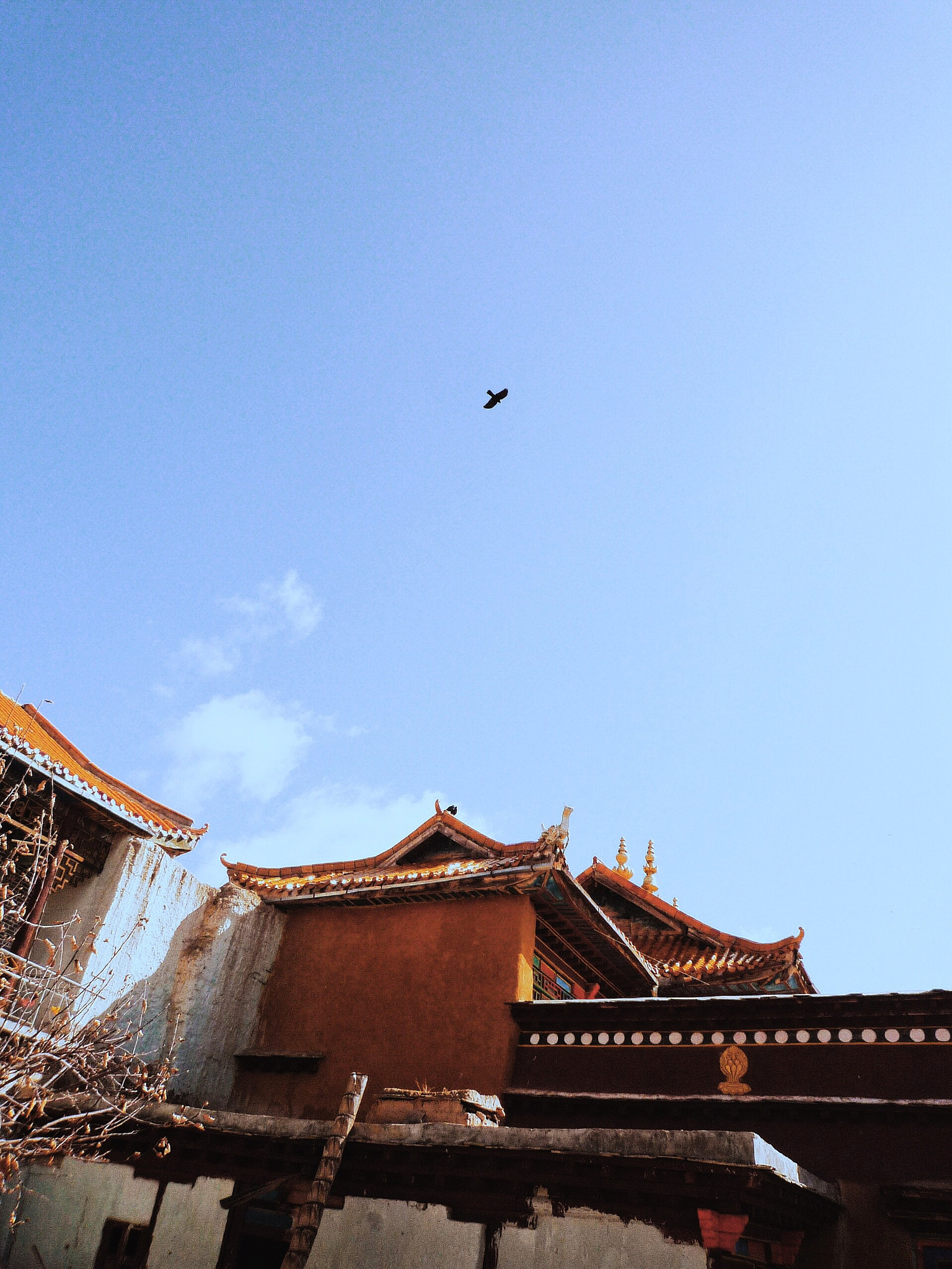 Panasonic DMC-FX36 sample photo. 飛翔的鳥與寺廟 photography