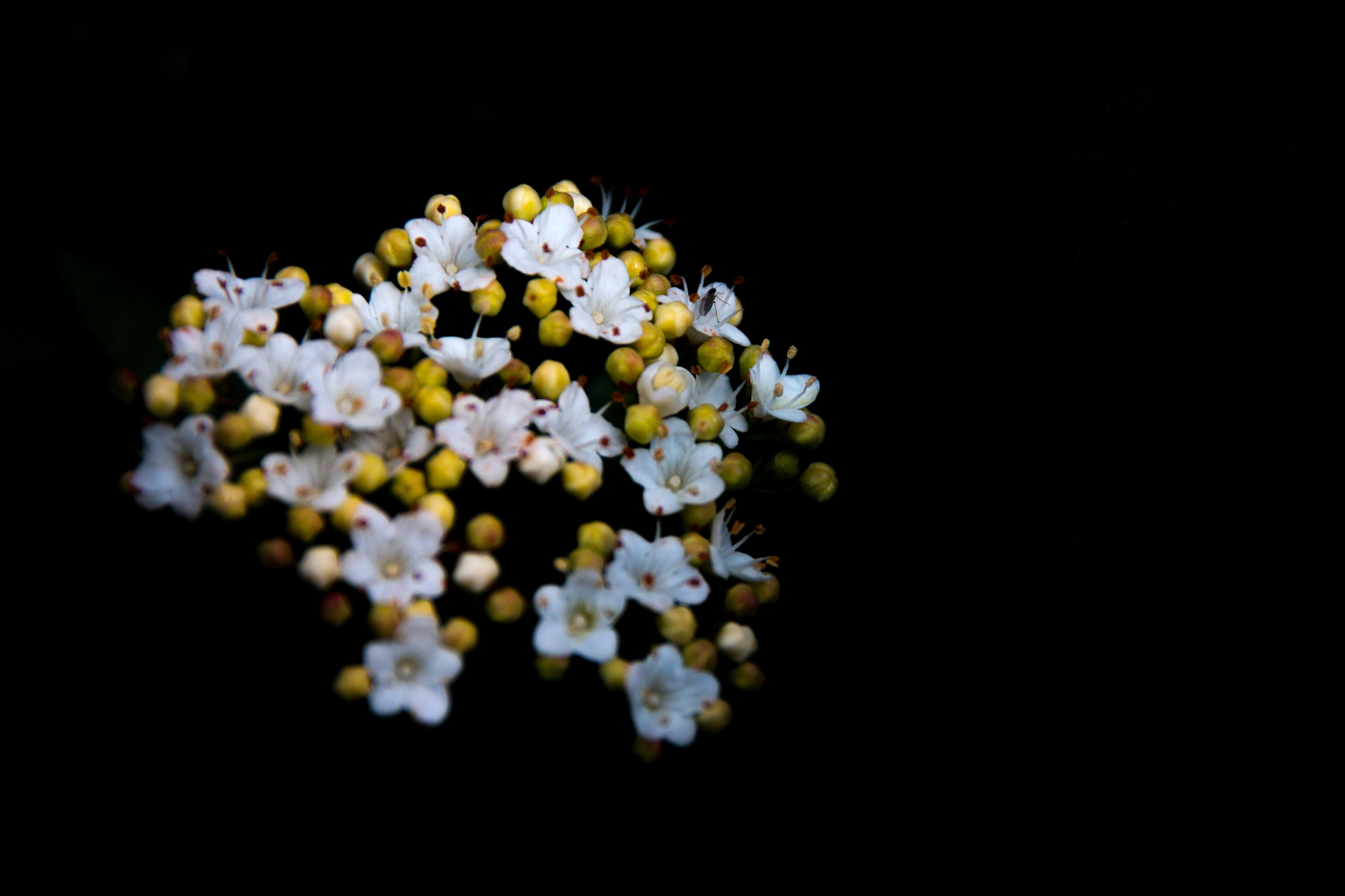 Canon EOS 70D + Canon EF 500mm F4L IS USM sample photo. Florecillas entre las sombras photography