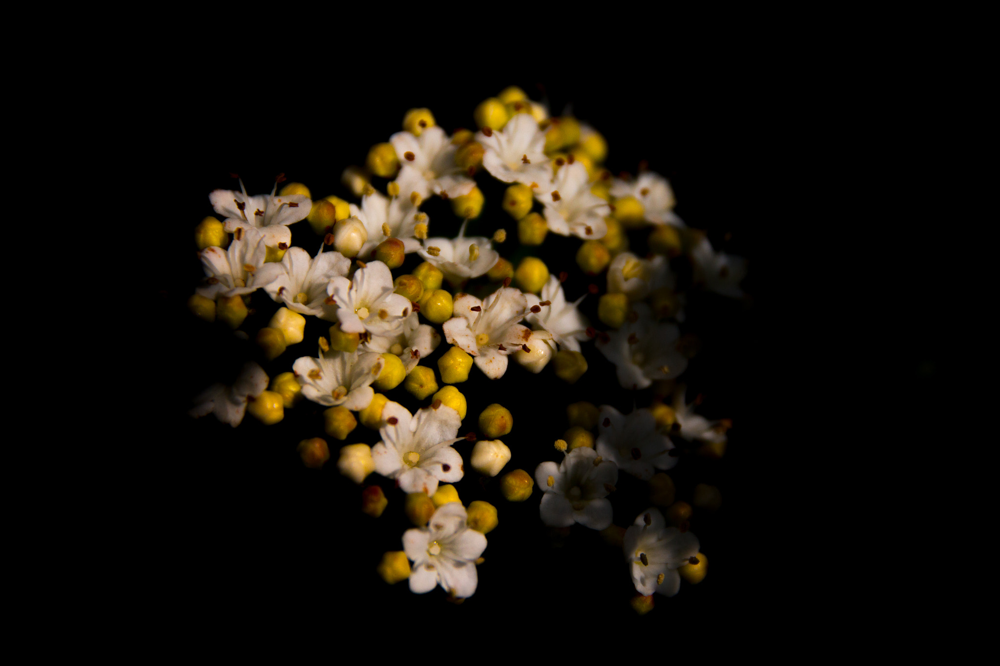 Canon EOS 70D + Canon EF 500mm F4L IS USM sample photo. Florecillas photography