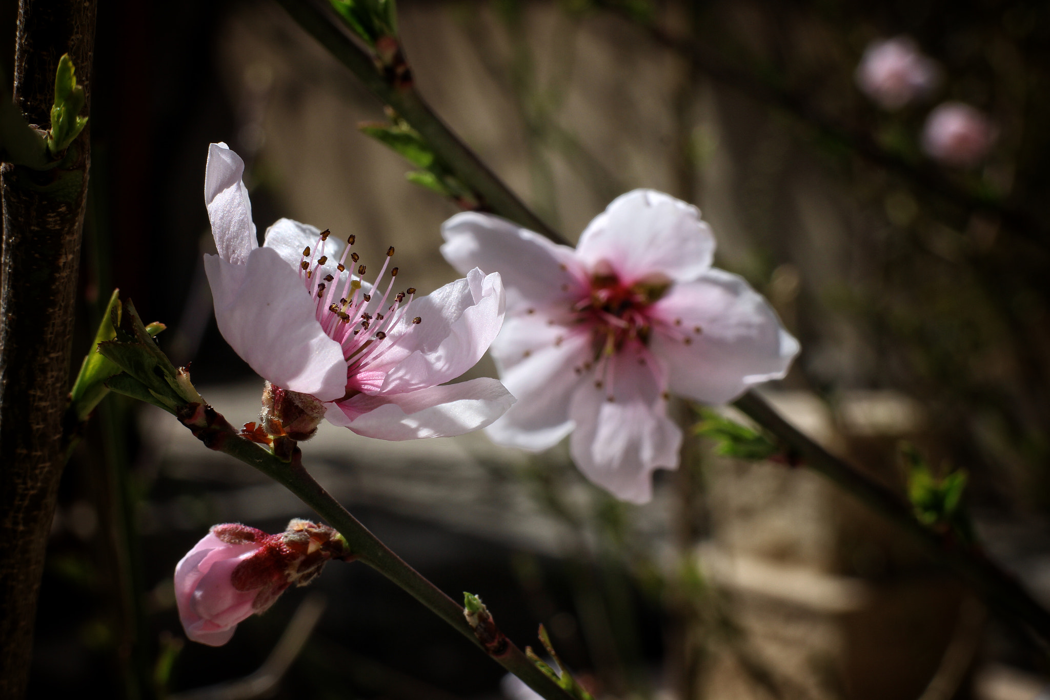 Canon EF-M 18-55mm F3.5-5.6 IS STM sample photo. Peach blossom photography
