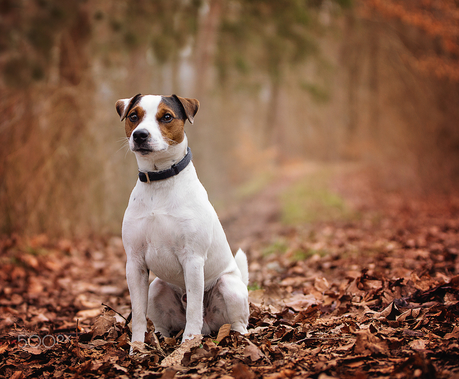 Sony SLT-A77 + Tamron SP 70-200mm F2.8 Di VC USD sample photo. Jack russel terrier photography