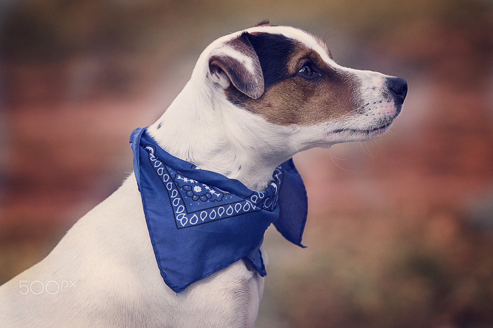 Tamron SP 70-200mm F2.8 Di VC USD sample photo. Jack russel terrier photography