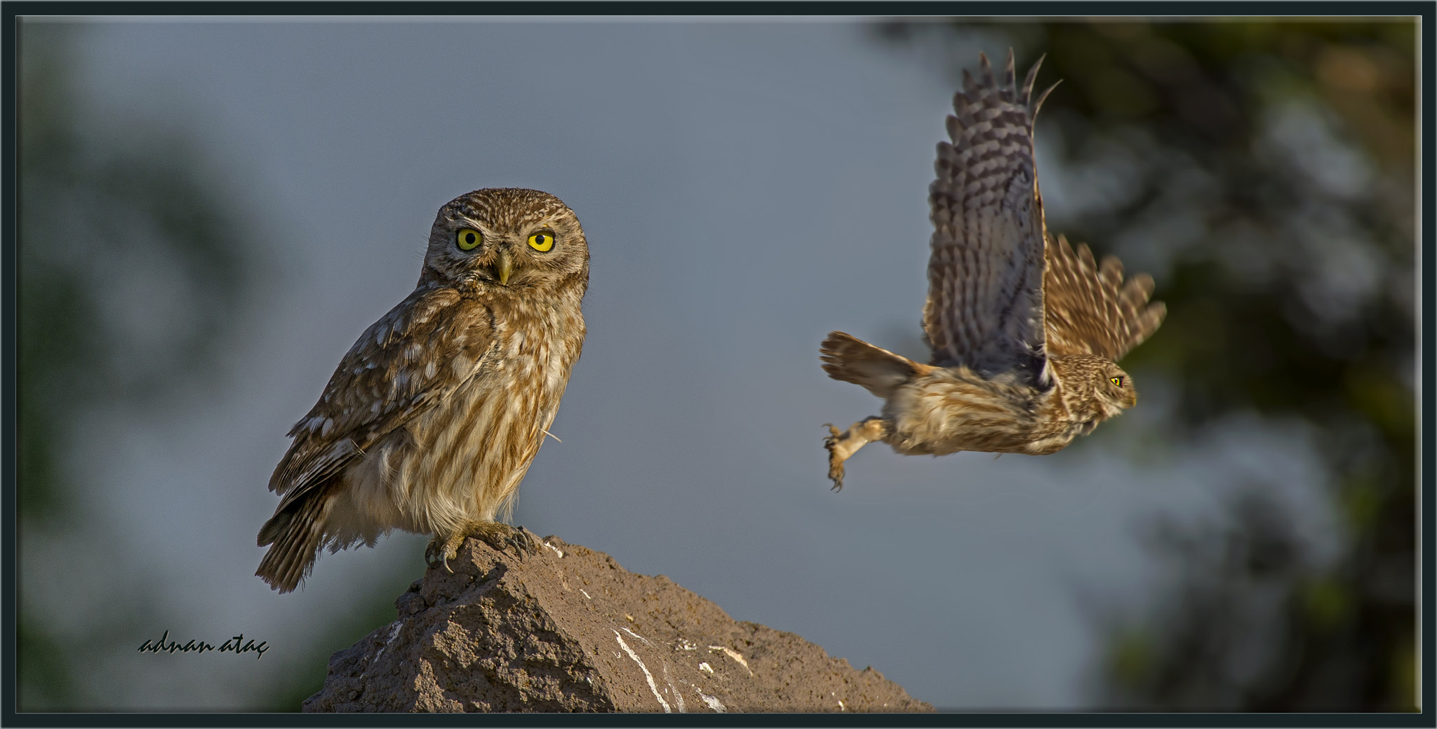 Sigma 50-500mm F4.5-6.3 DG OS HSM sample photo. Kukumav - little owl - athene noctua photography