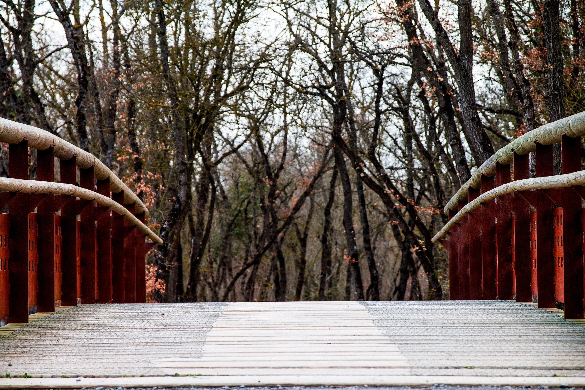 Canon EOS 70D + Canon EF 500mm F4L IS USM sample photo. Forest bridge photography