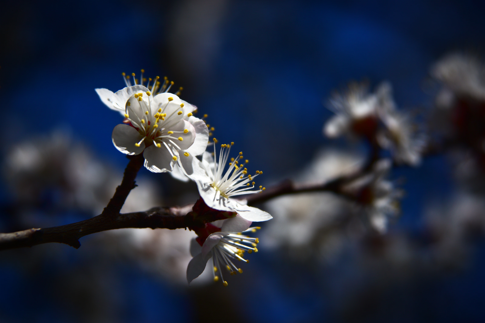 Nikon AF Nikkor 24-85mm F2.8-4D IF sample photo. İn memory of... photography