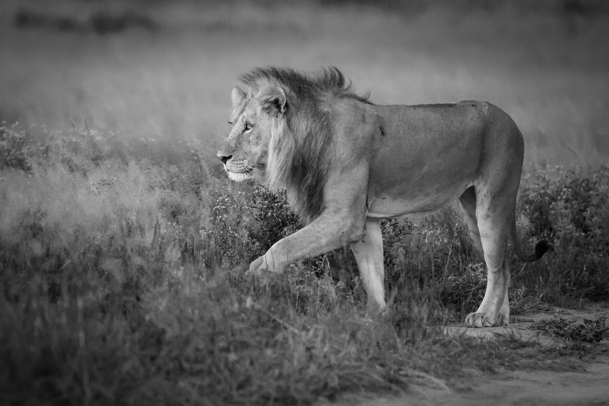 Sony ILCA-77M2 + 300mm F2.8 G sample photo. Kalahari lion photography