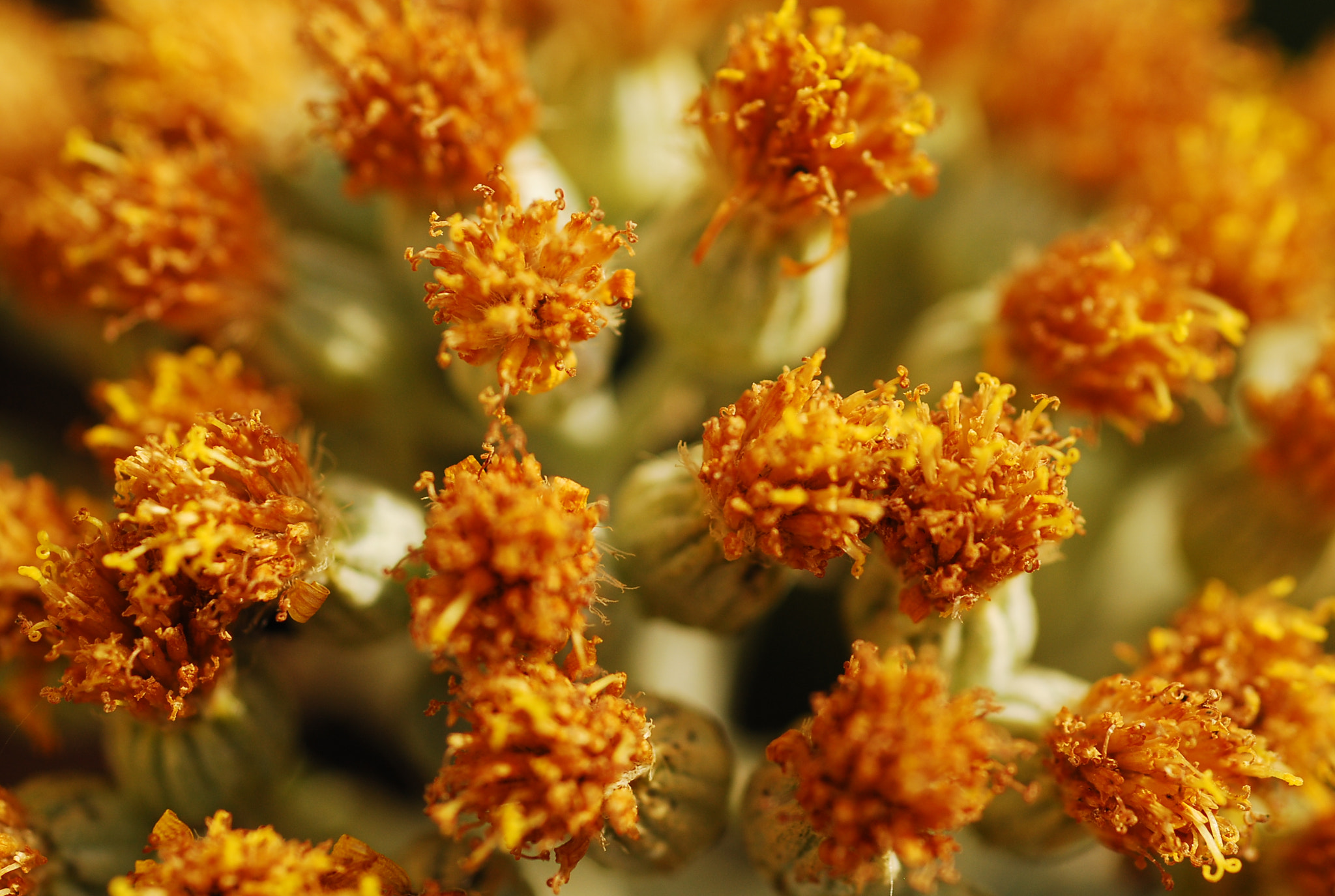 Nikon D80 + AF Micro-Nikkor 60mm f/2.8 sample photo. Flowers photography