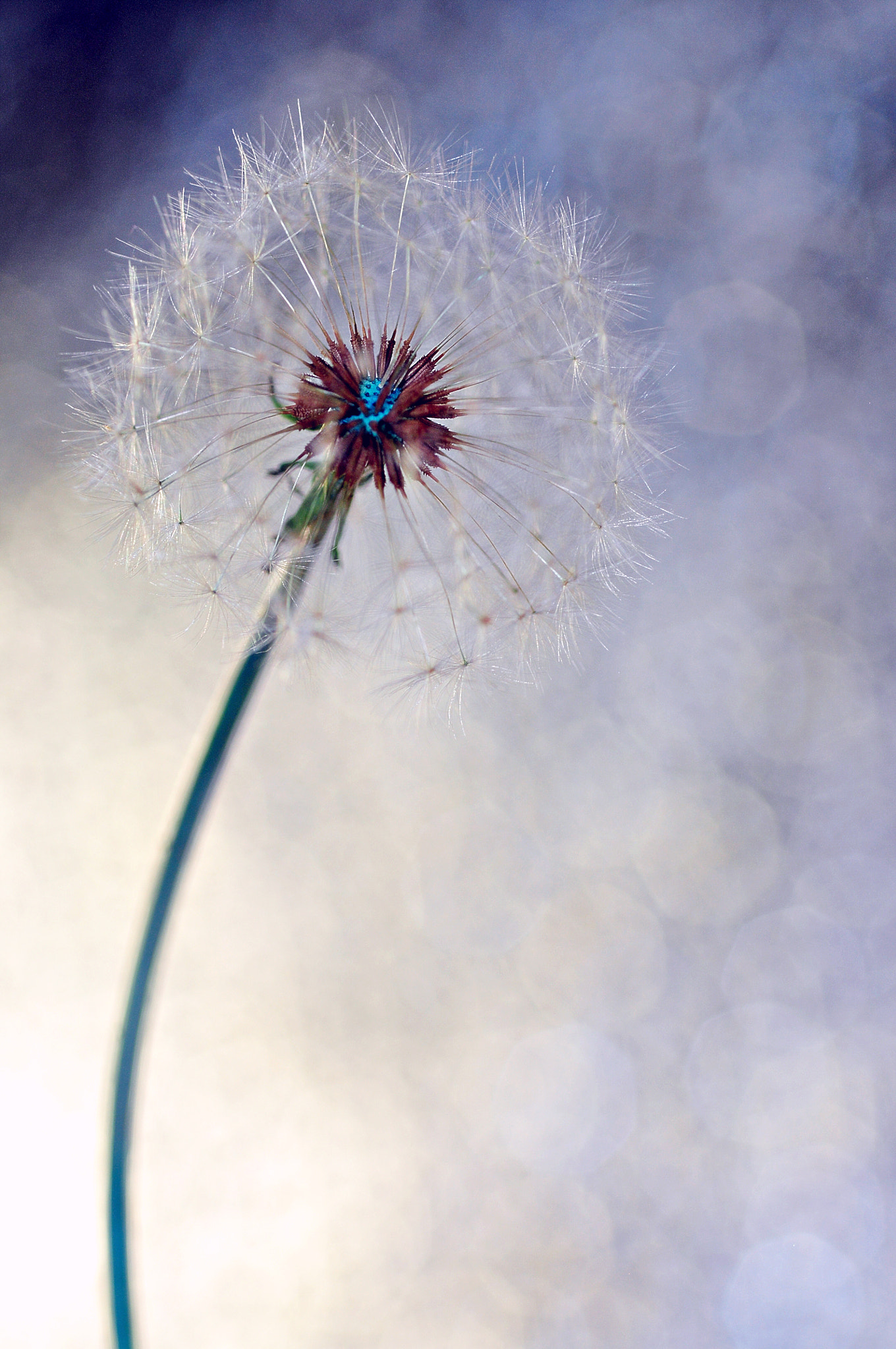 Nikon D90 + Nikon AF Micro-Nikkor 60mm F2.8D sample photo. Blue portrait photography