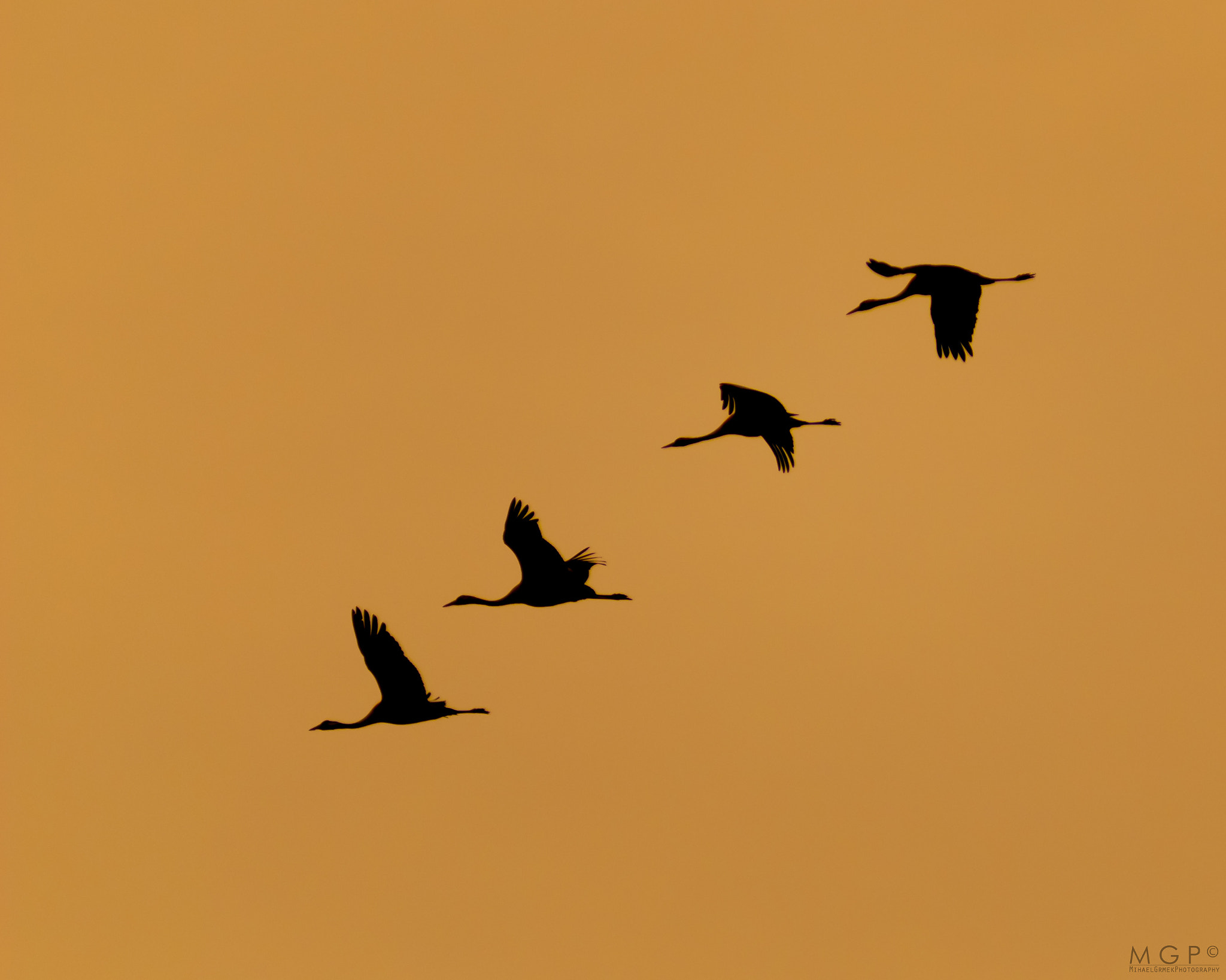 Nikon AF-Nikkor 80-200mm F2.8D ED sample photo. 4 in a row. photography