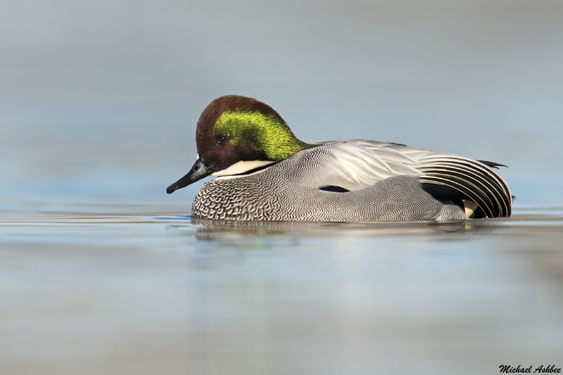 Nikon D800 + Nikon AF-S Nikkor 600mm F4G ED VR sample photo. Falcated duck photography