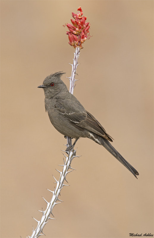 Nikon D7200 + Nikon AF-S Nikkor 600mm F4G ED VR sample photo. Phainopepla photography